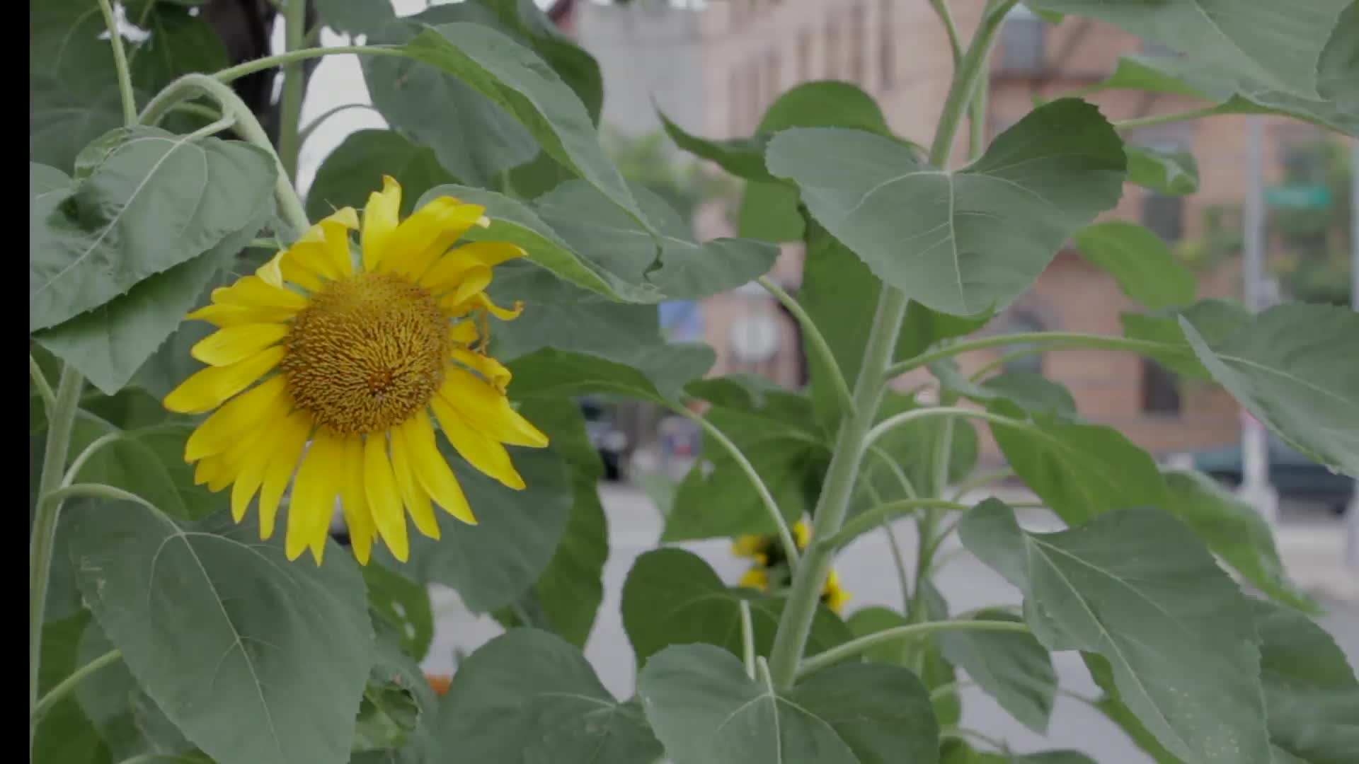 Sun Flower PC Live Wallpaper