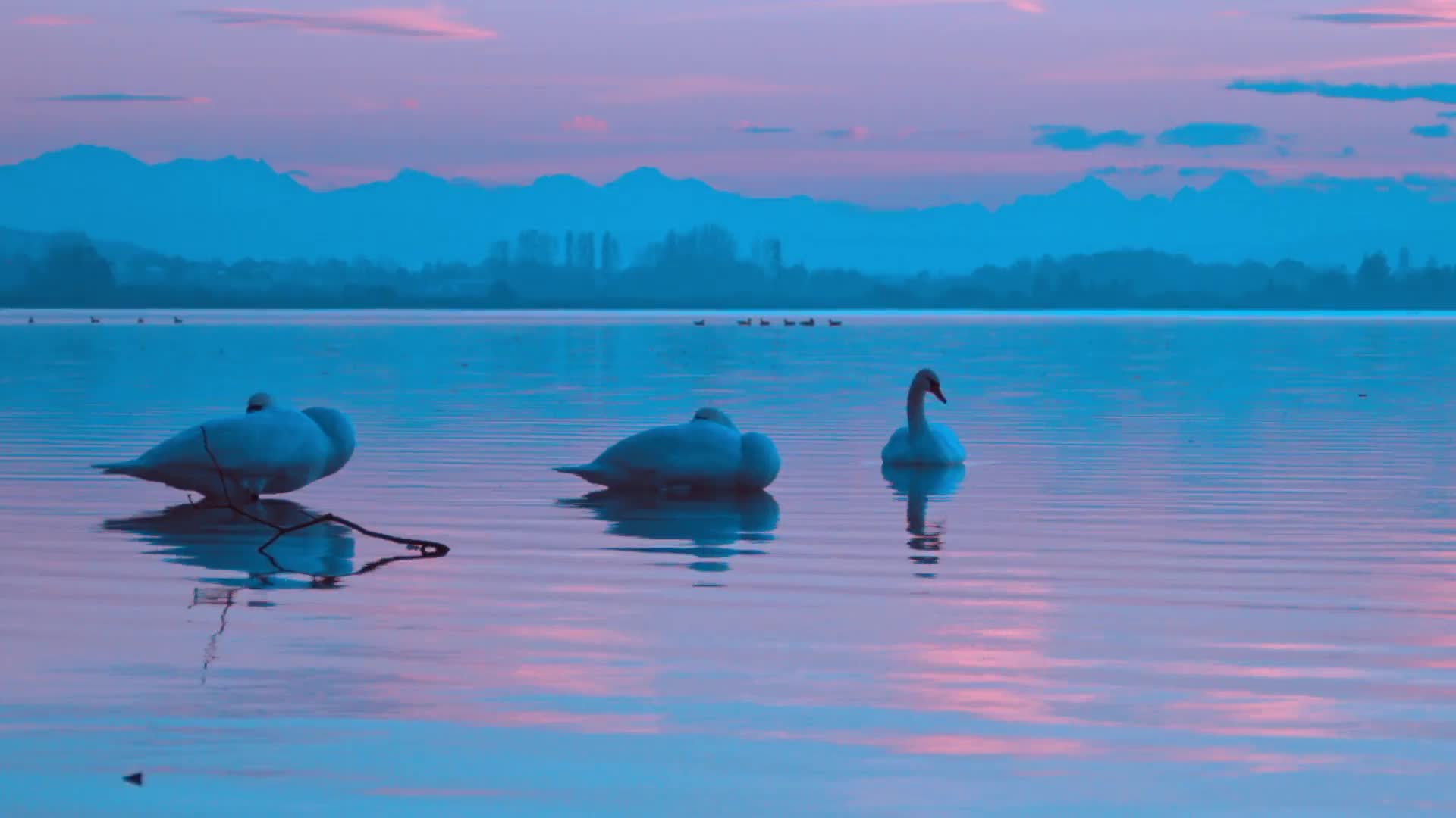 Three Swans PC Live Wallpaper