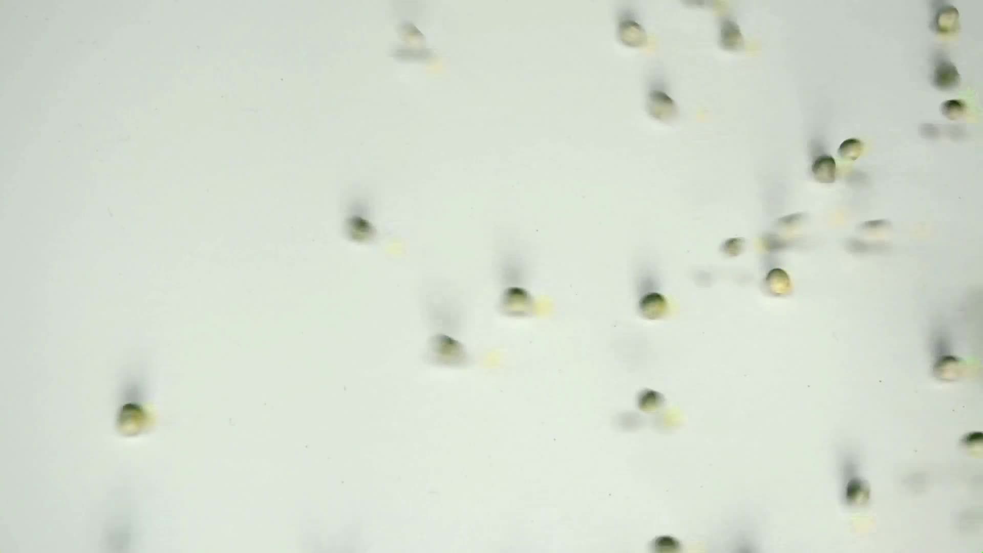 Vegetables Windows Animated Wallpaper