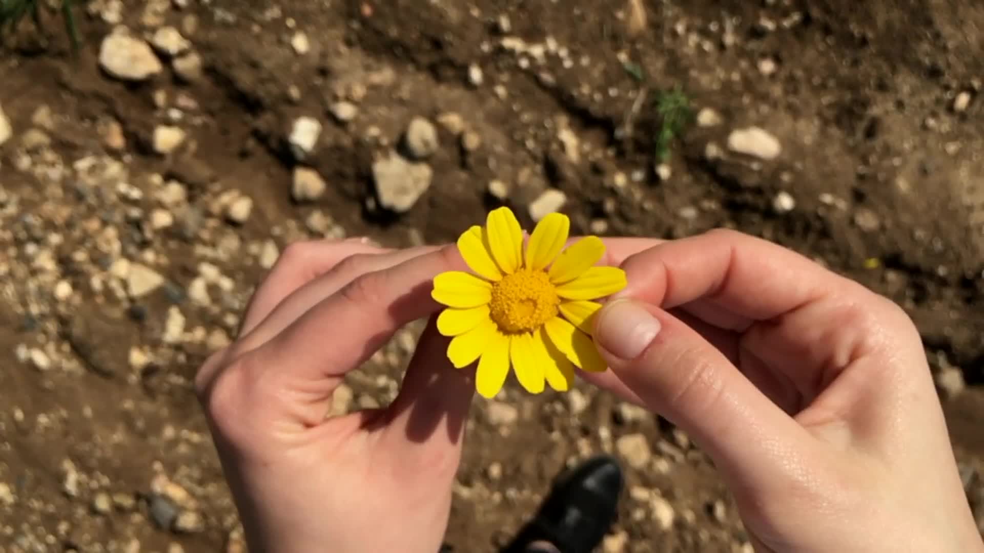 Yes No Windows Live Wallpaper