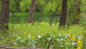 Bowl and Pitcher Trail Stream Live Wallpaper