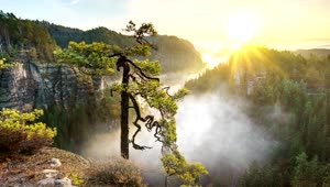 nature tree live wallpaper