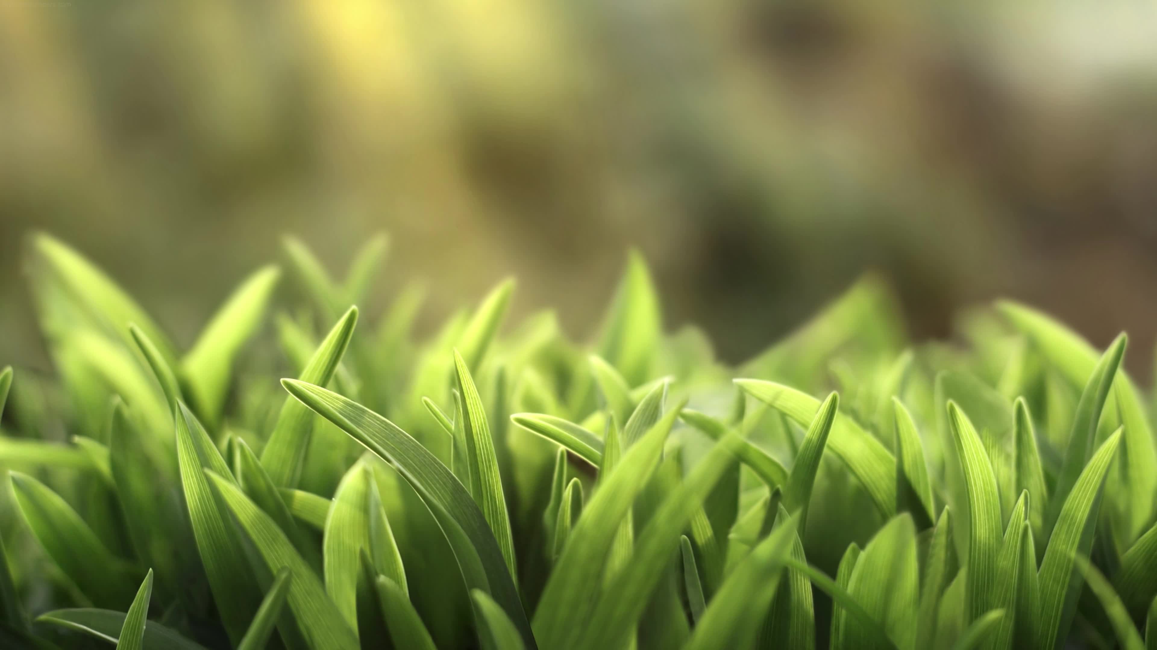 PC Grass 4K Live Wallpaper