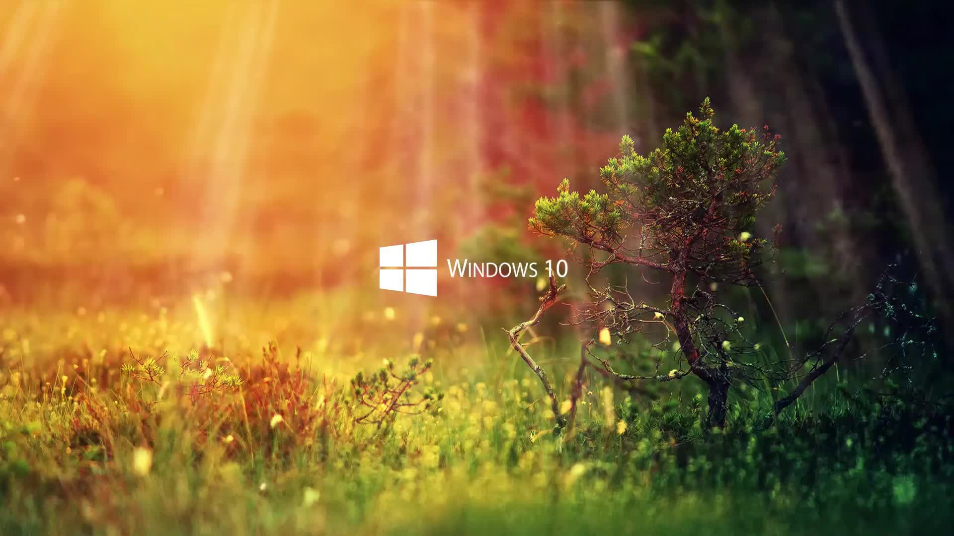 Live Wallpaper Windows 10 Nature Live Wallpaper 