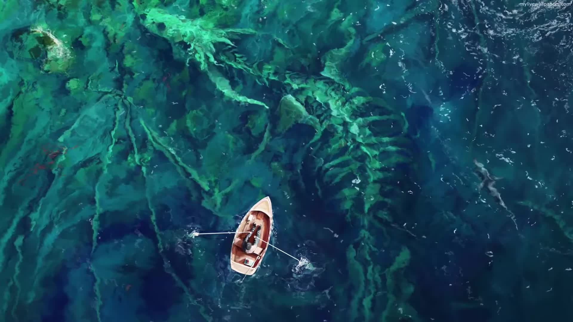 PC Dragon Bones LIVE WALLPAPER