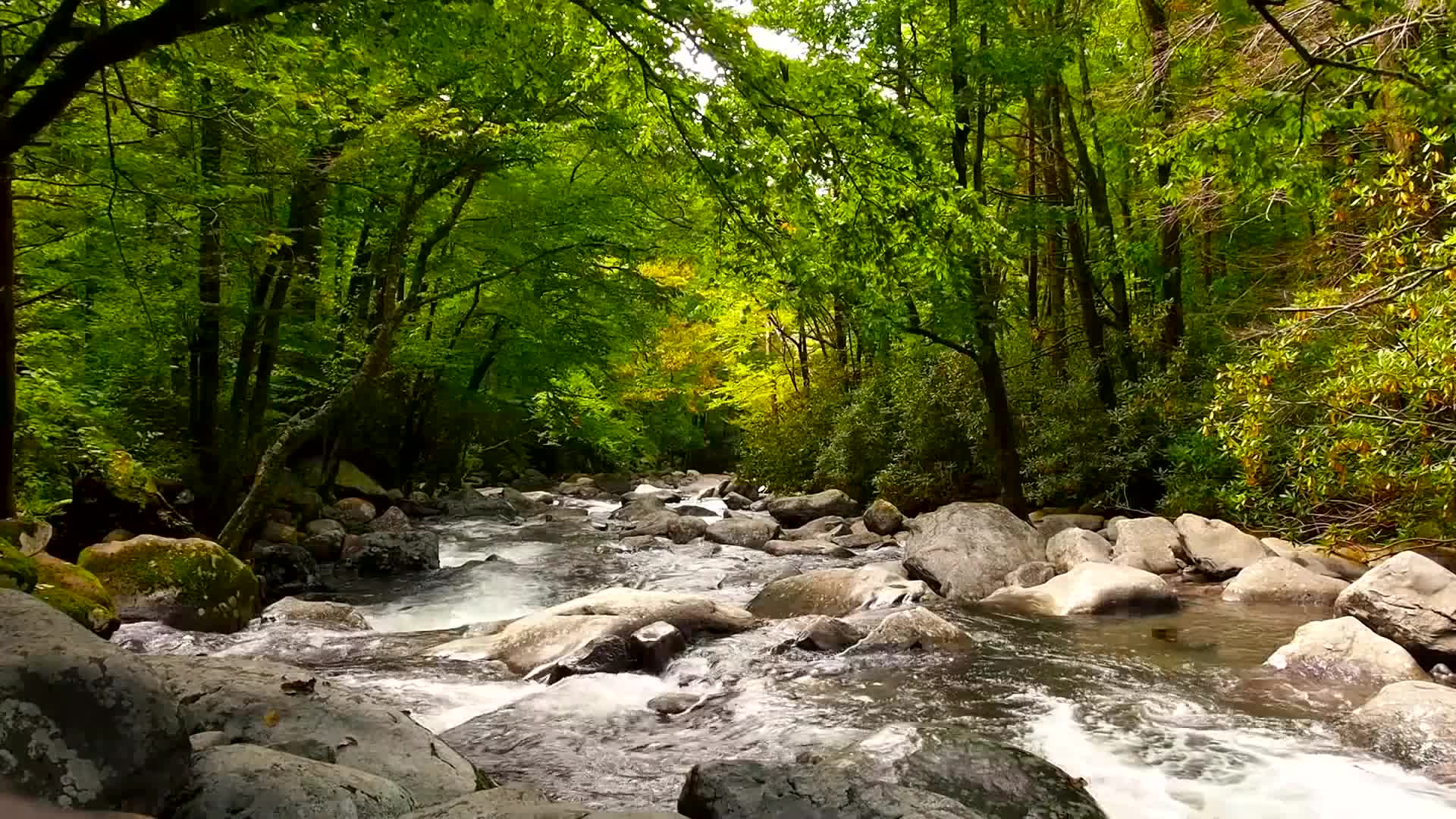 PC Forest River Live Wallpaper