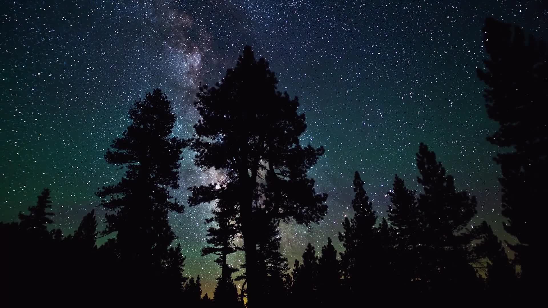 PC Trees Stars Live Wallpaper