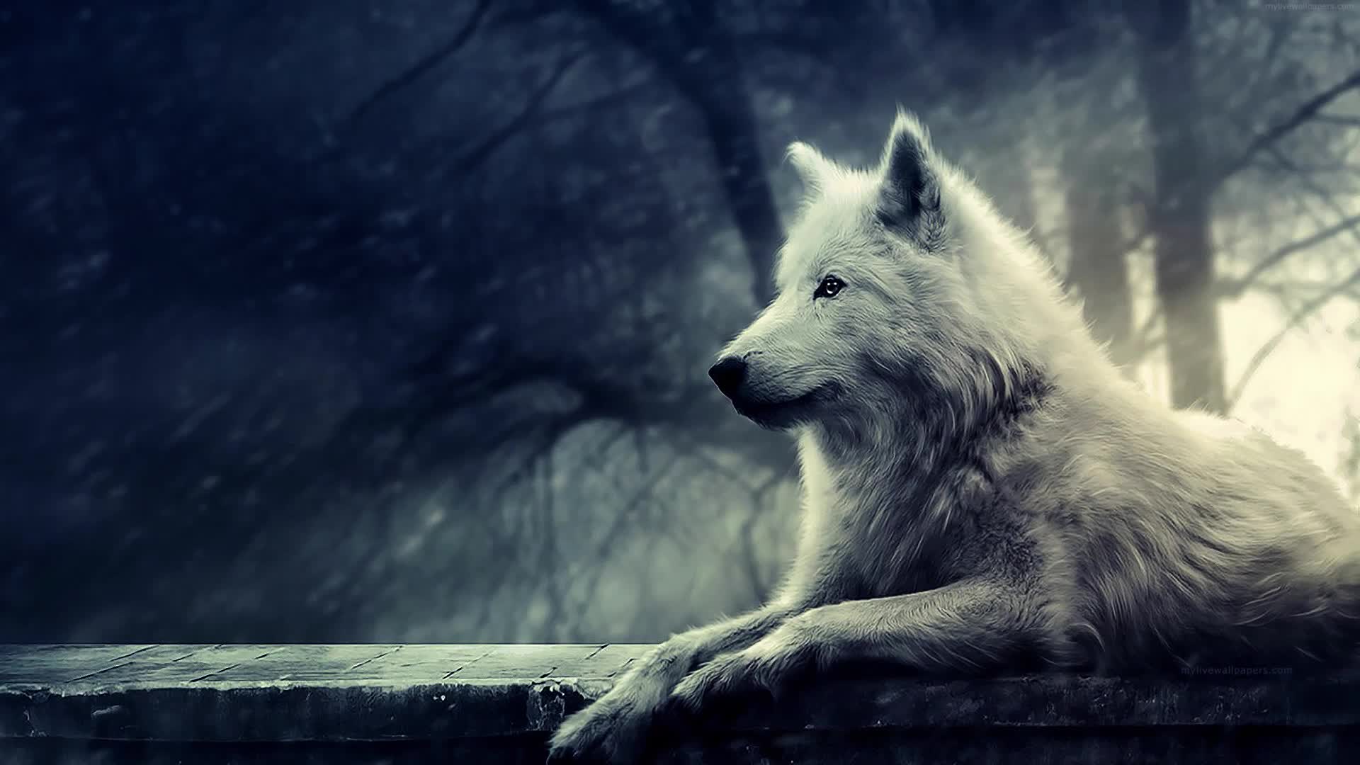 PC White Wolf Live Wallpaper