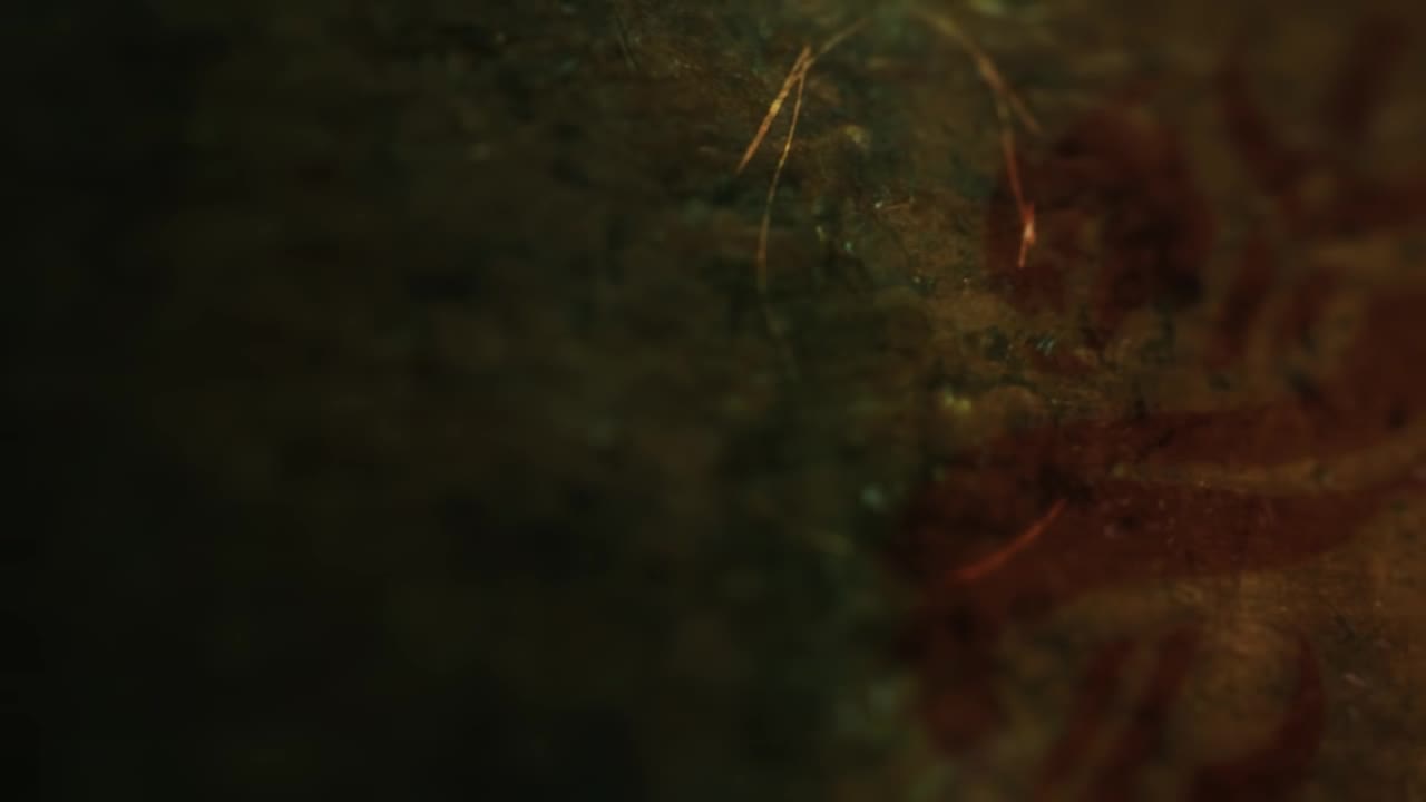 PC Captain Fortune LOL  Live Wallpaper