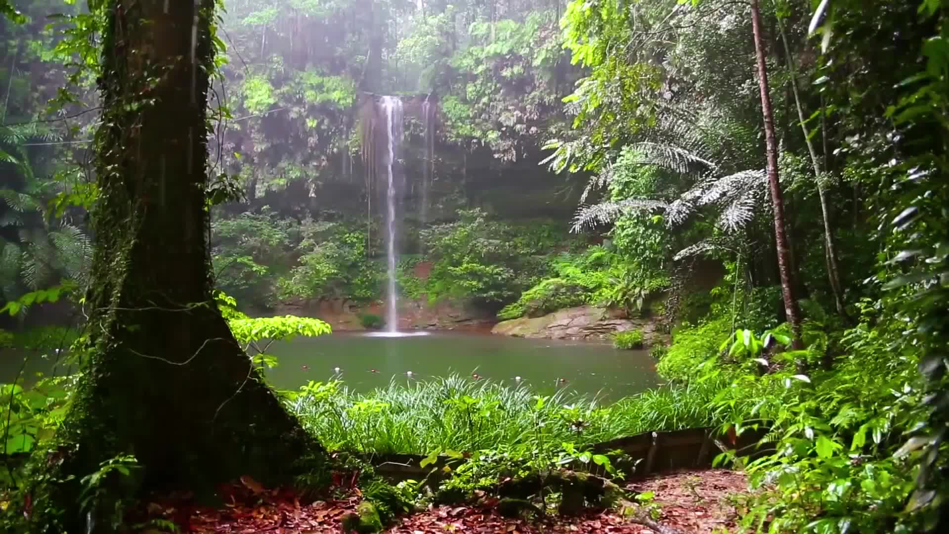 PC TropicalWaterfall Live Wallpaper