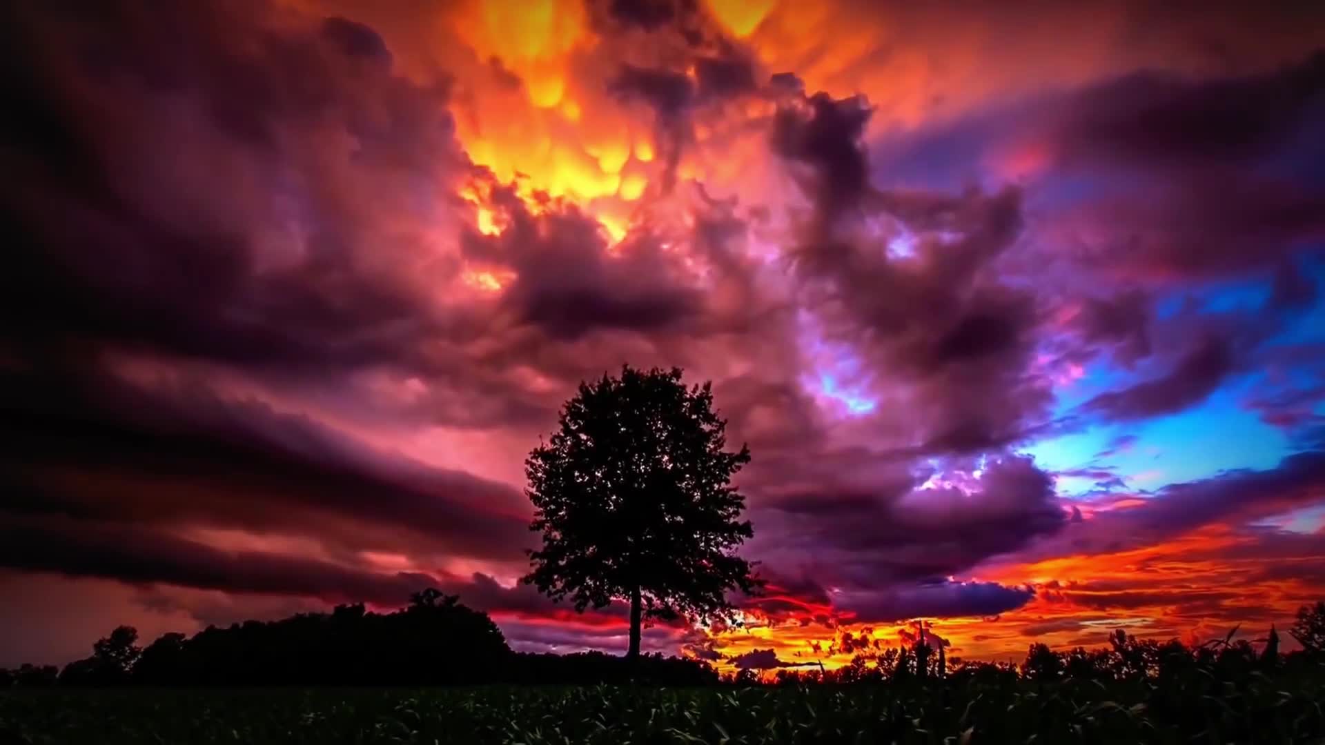 PC Evening Tree Live Wallpaper