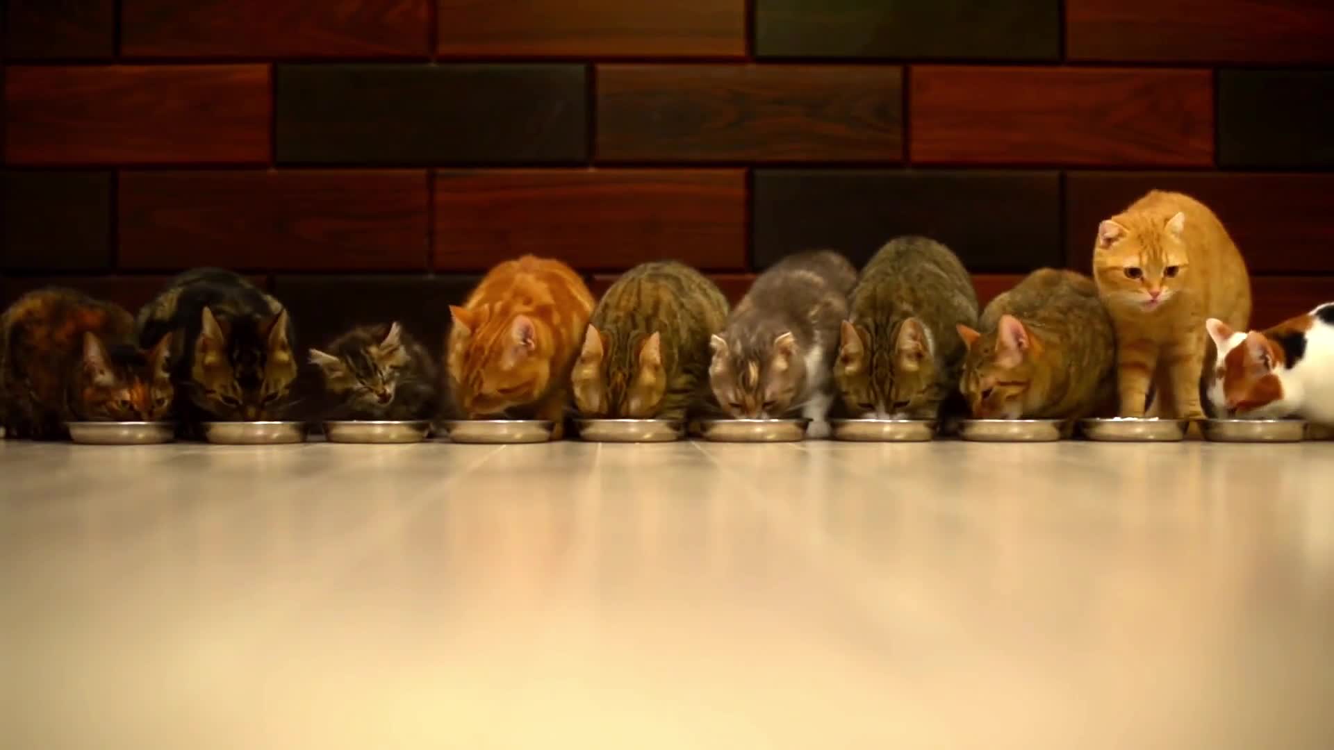 PC Cats Eating Live Wallpaper live wallpaper