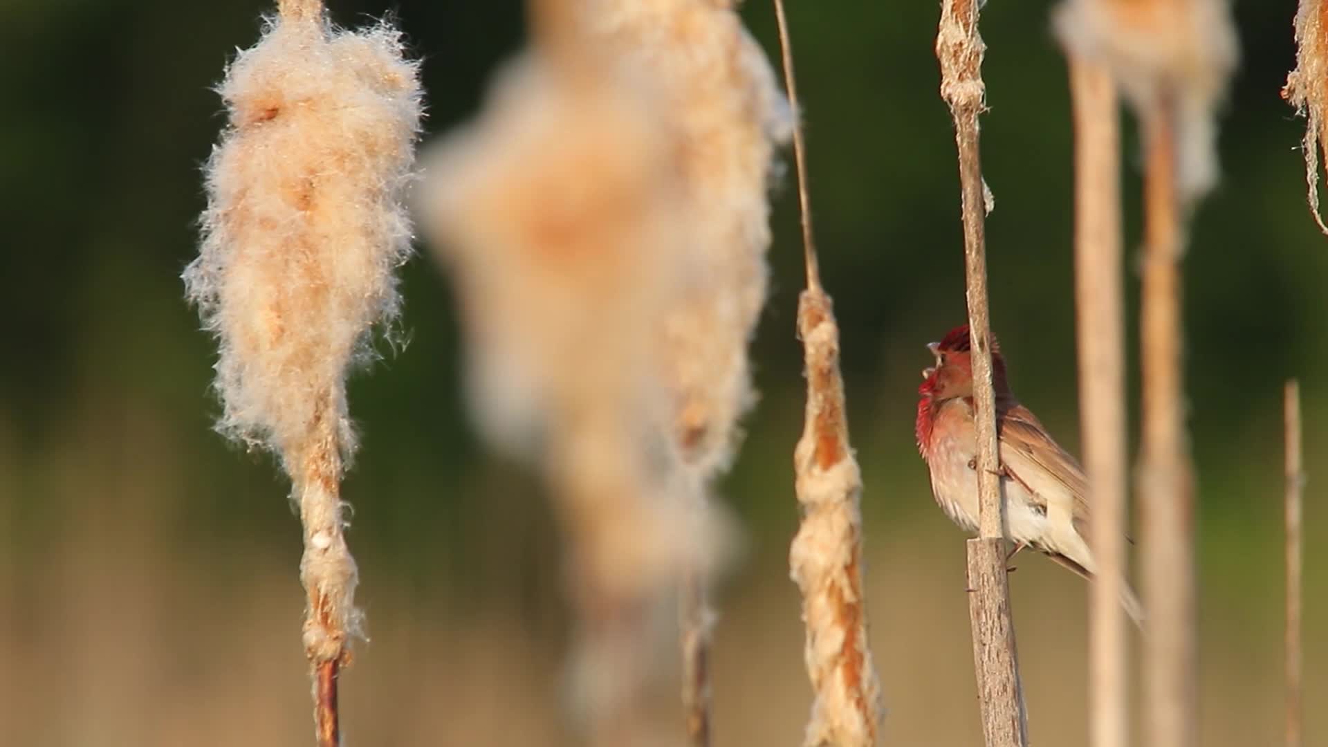 PC Cute Lil Bird Live Wallpaper