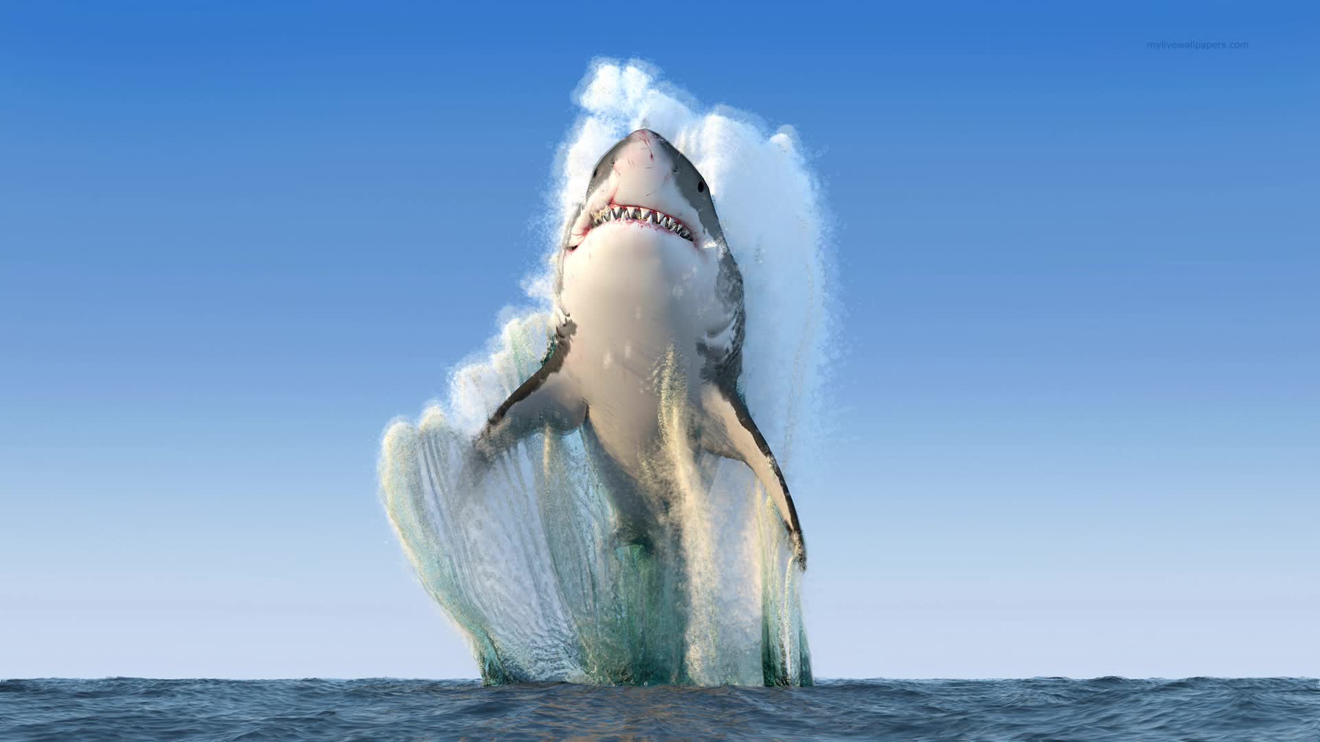 PC Shark Leap Live Wallpaper