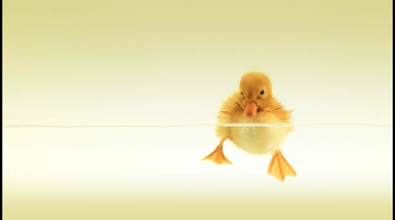 PC Duckling Live Wallpaper live wallpaper