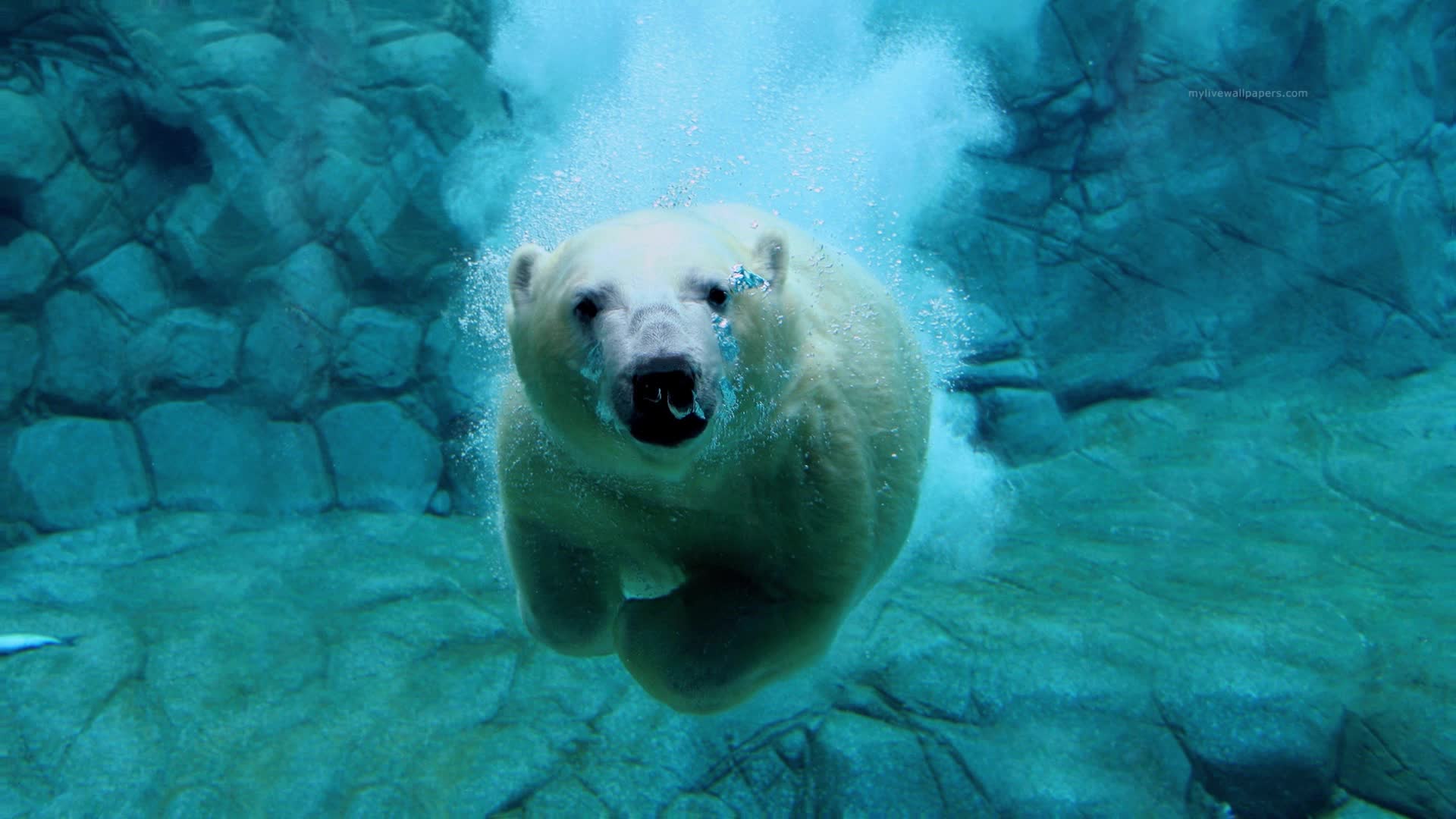 PC Polar Bubbles Live Wallpaper