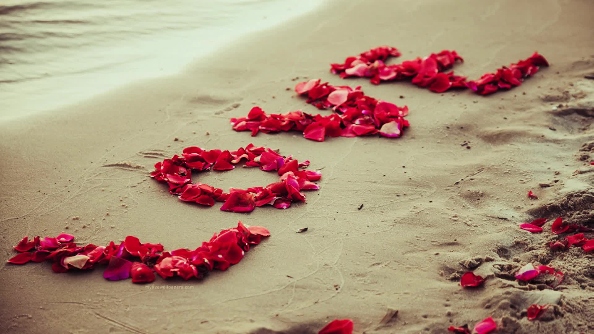 PC Petals Beach Live Wallpaper