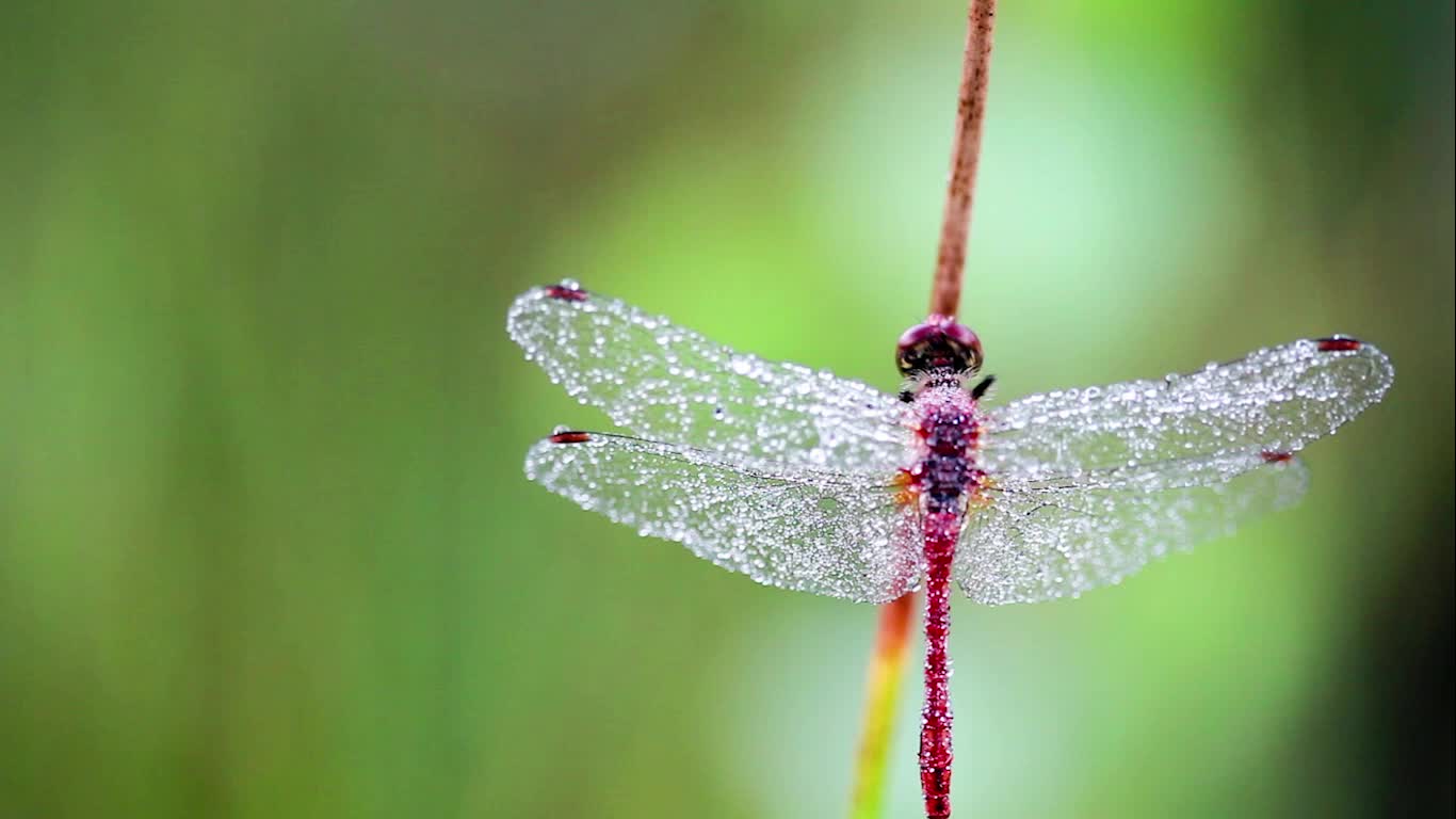 PC Cleaning Dragonfly Live Wallpaper