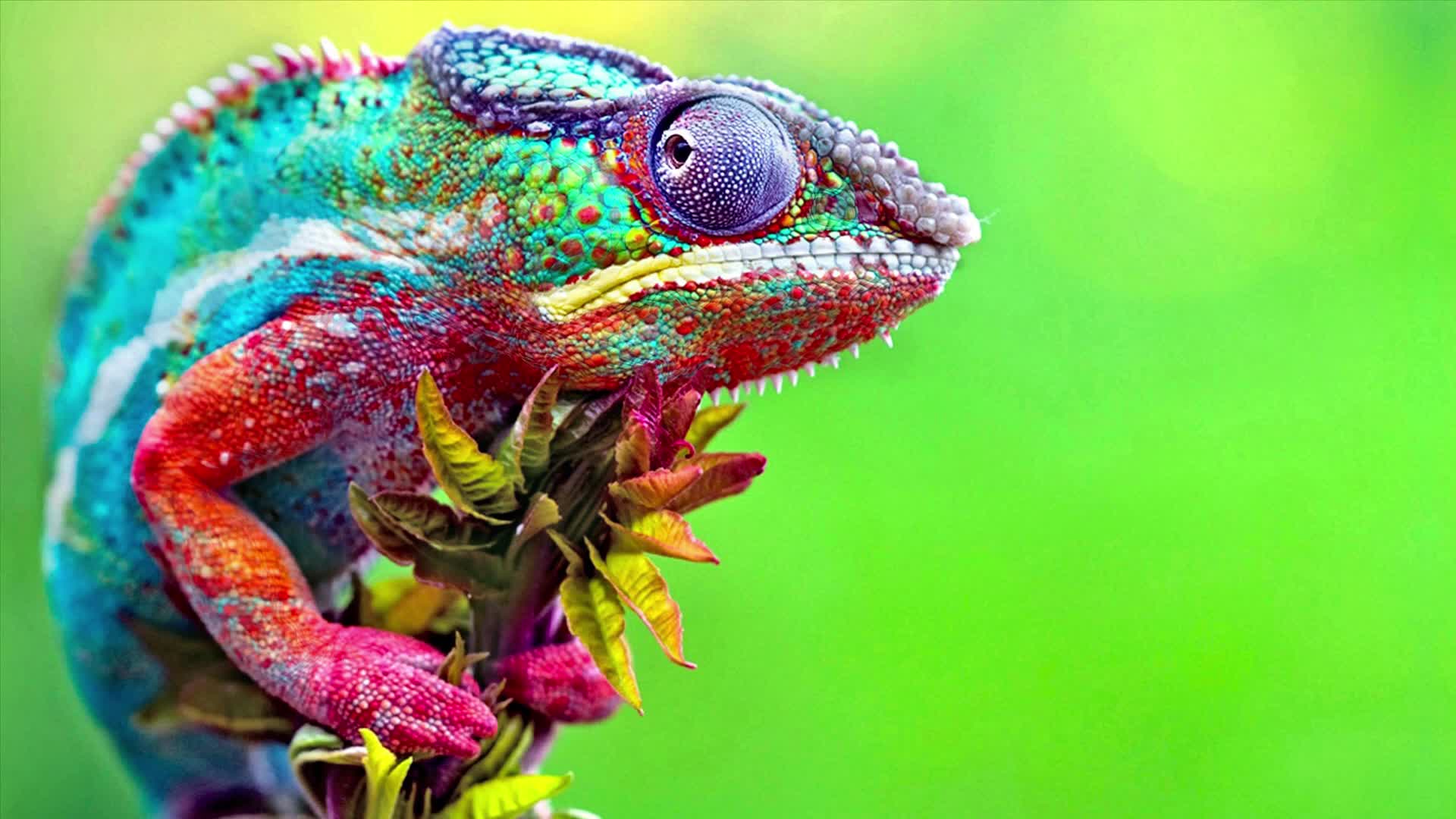 Live Wallpaper HD Chameleon