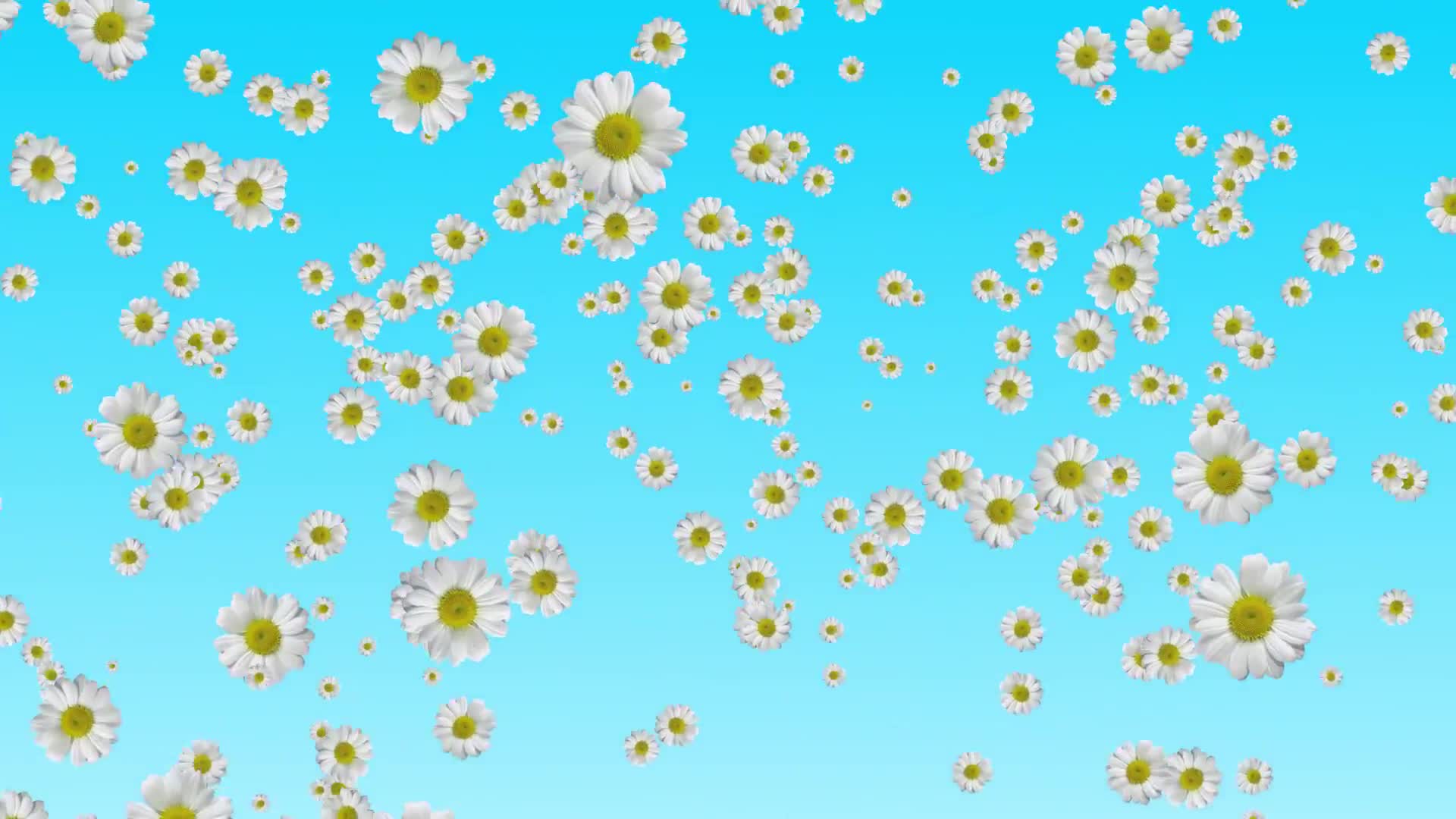 WHITE FLOWER FALL WEDDING DEVOTION SPIRITUALFREE ANIMATED MOTION BACKGROUND HD