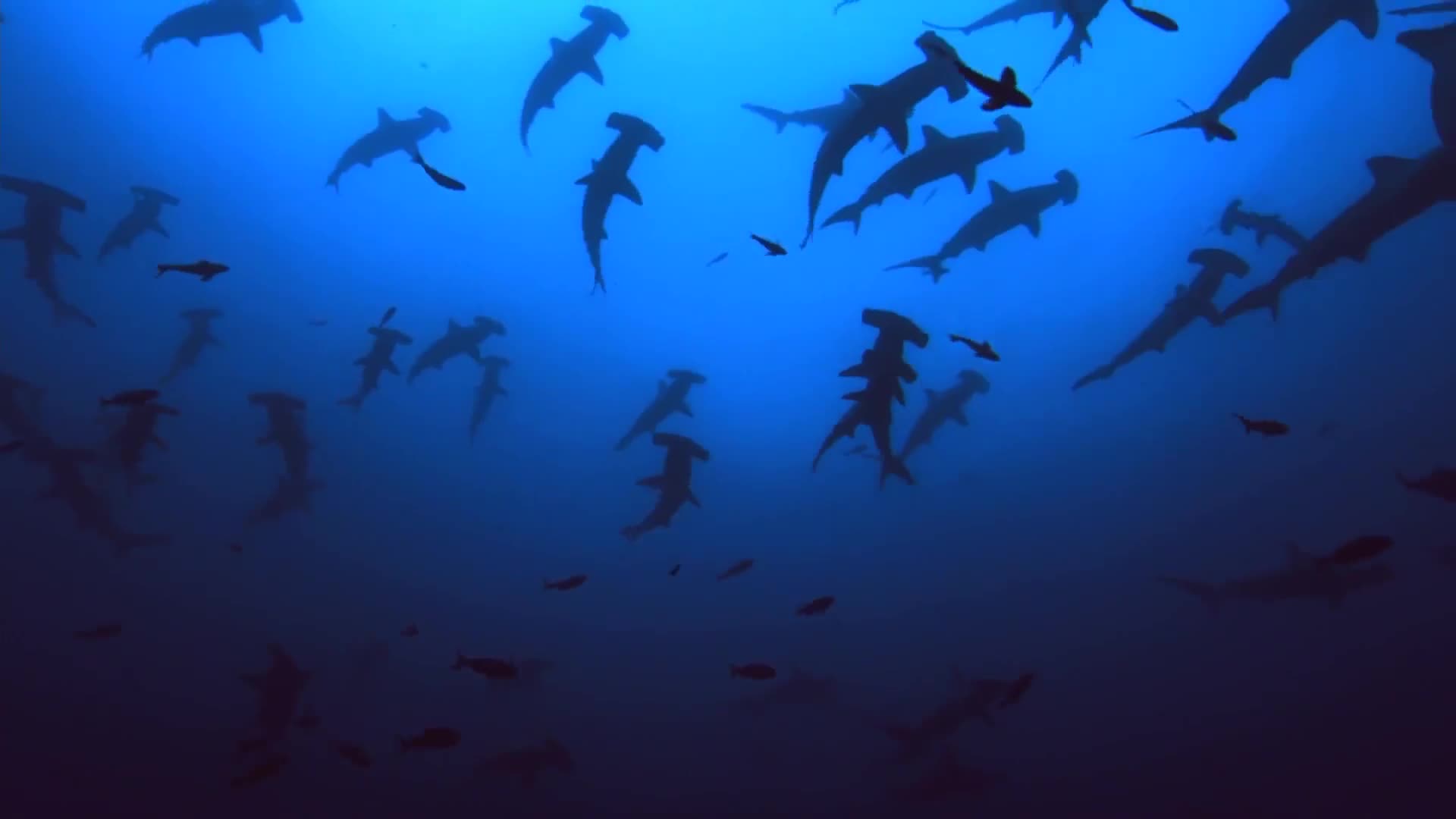 PC Hammerheads Live Wallpaper