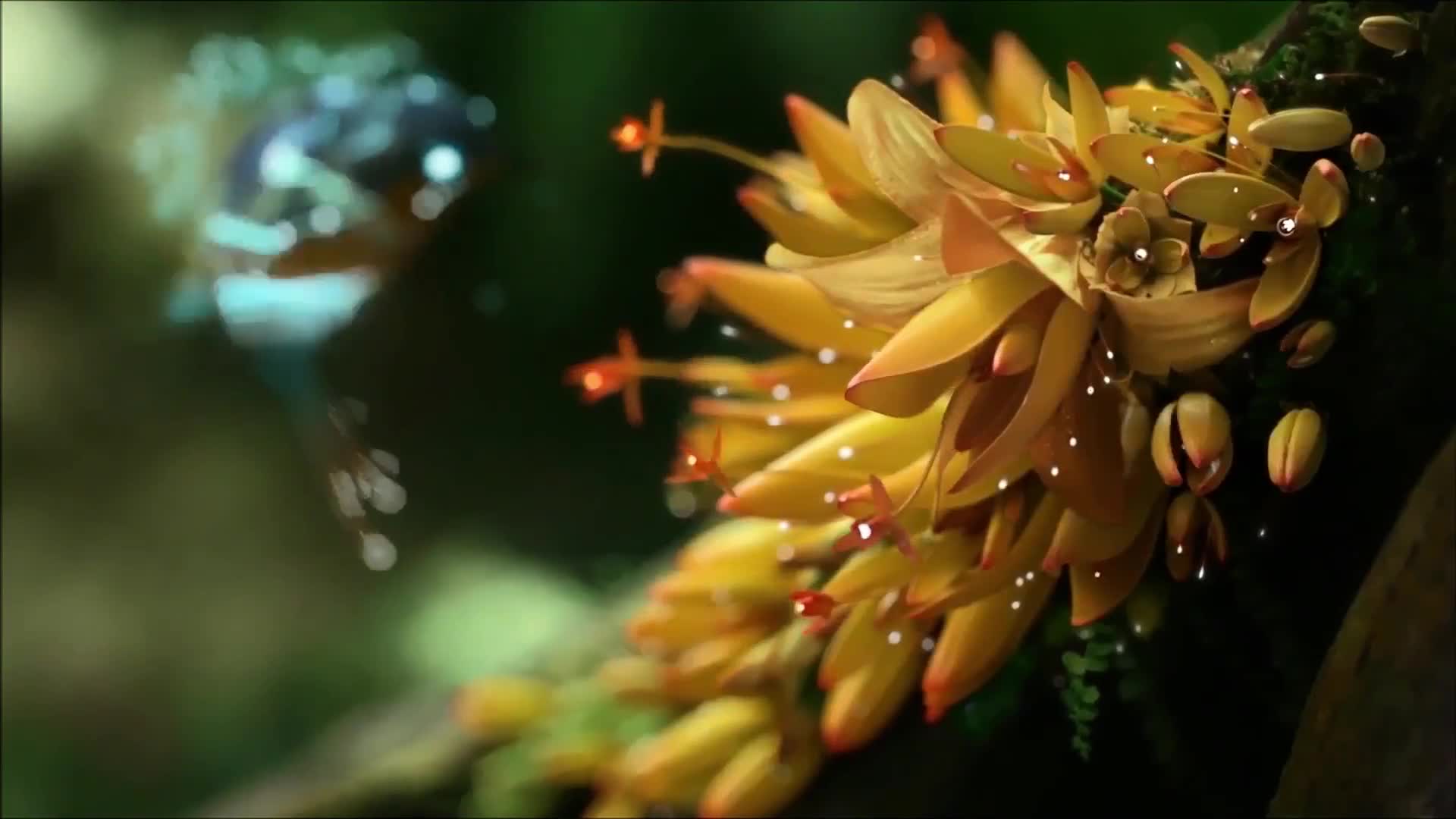 PC Magical Hummingbird Live Wallpaper