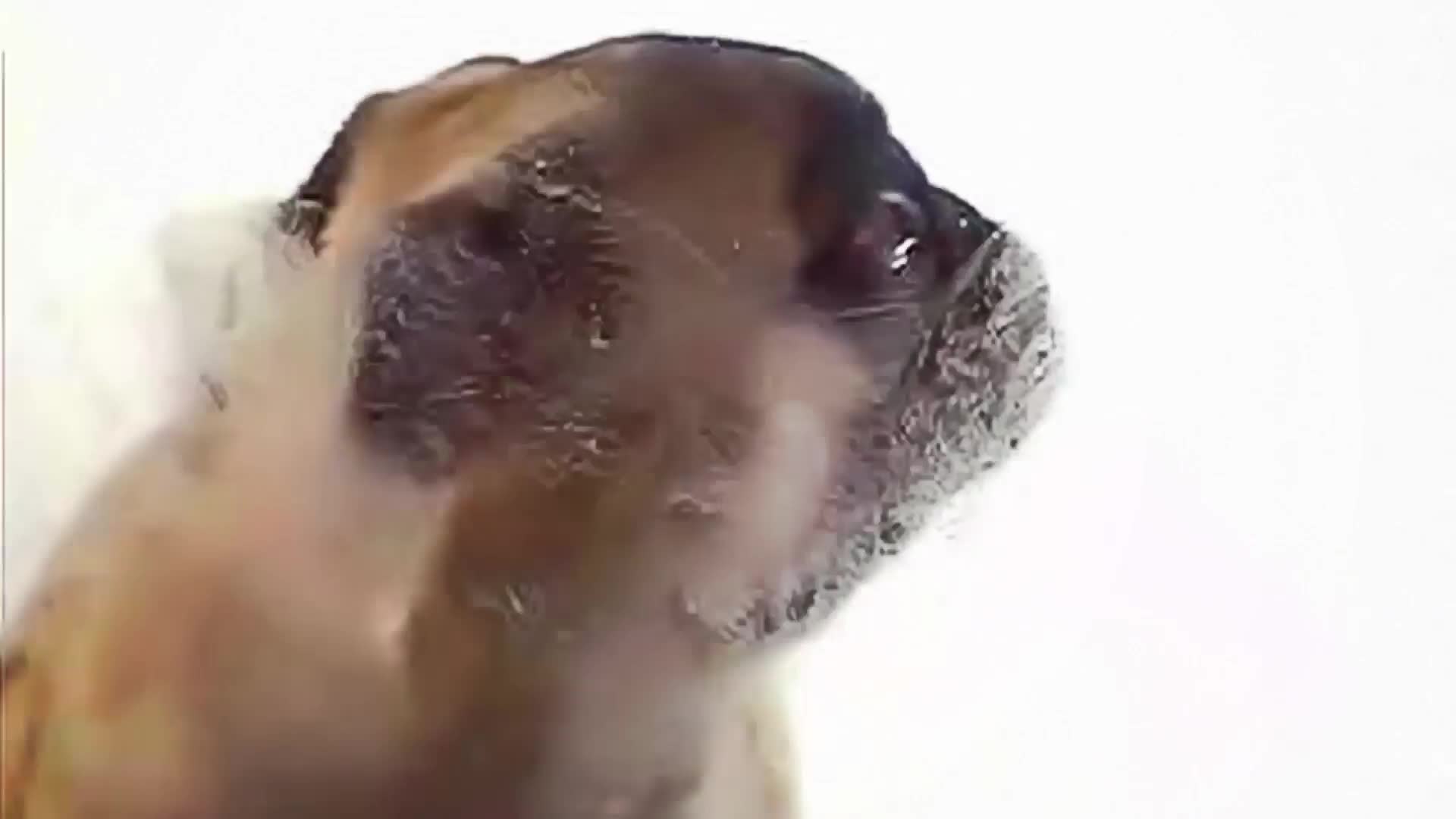 PC Pug Screen Cleaner Live Wallpaper