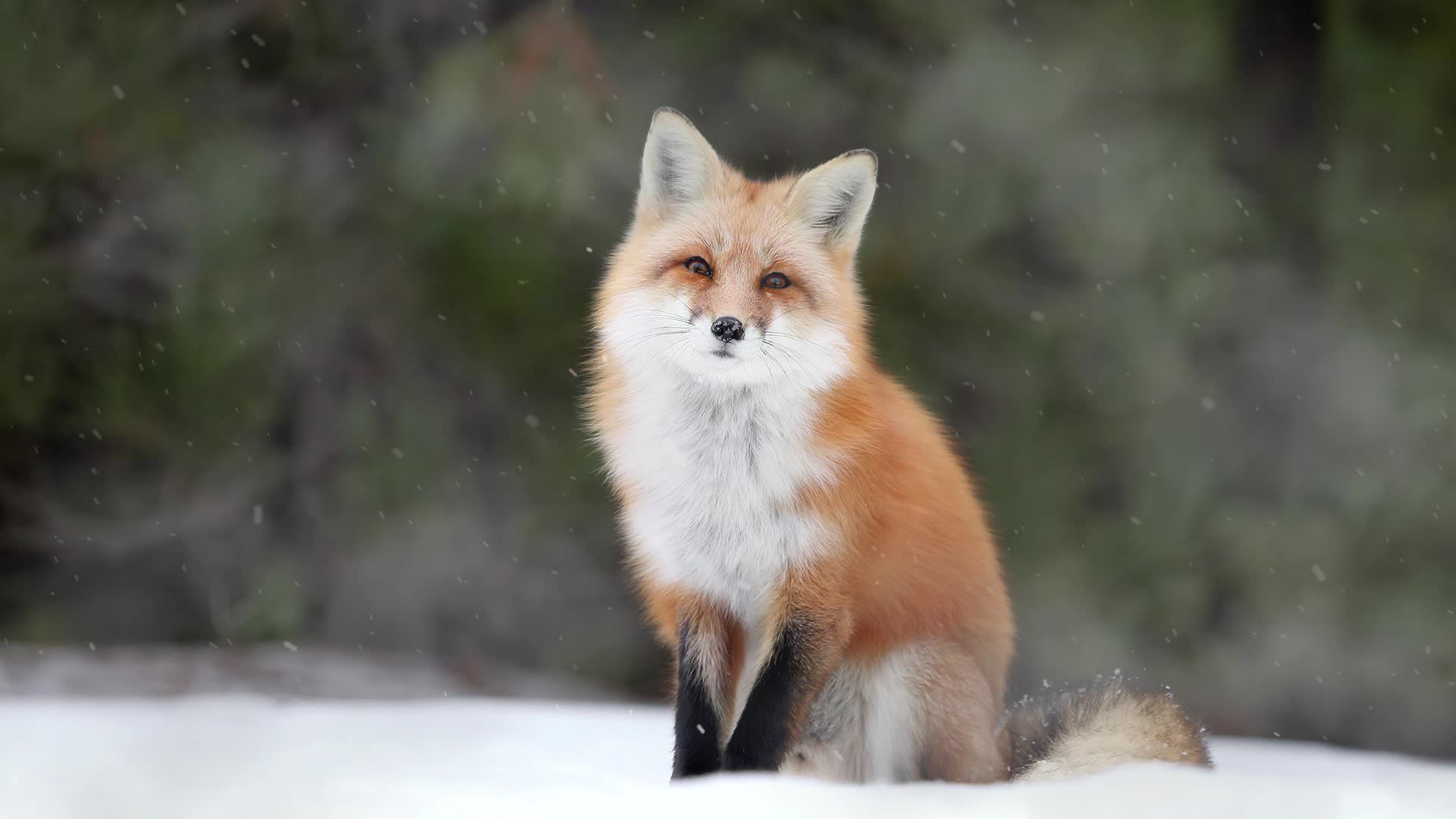 PC Winter Fox Live Wallpaper Free