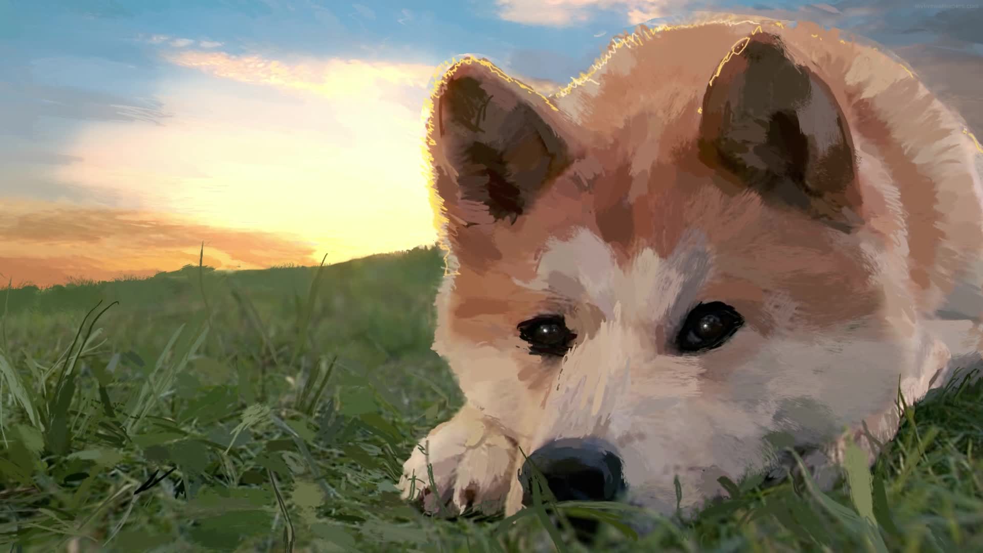 PC Shiba Inu Live Wallpaper Free live wallpaper