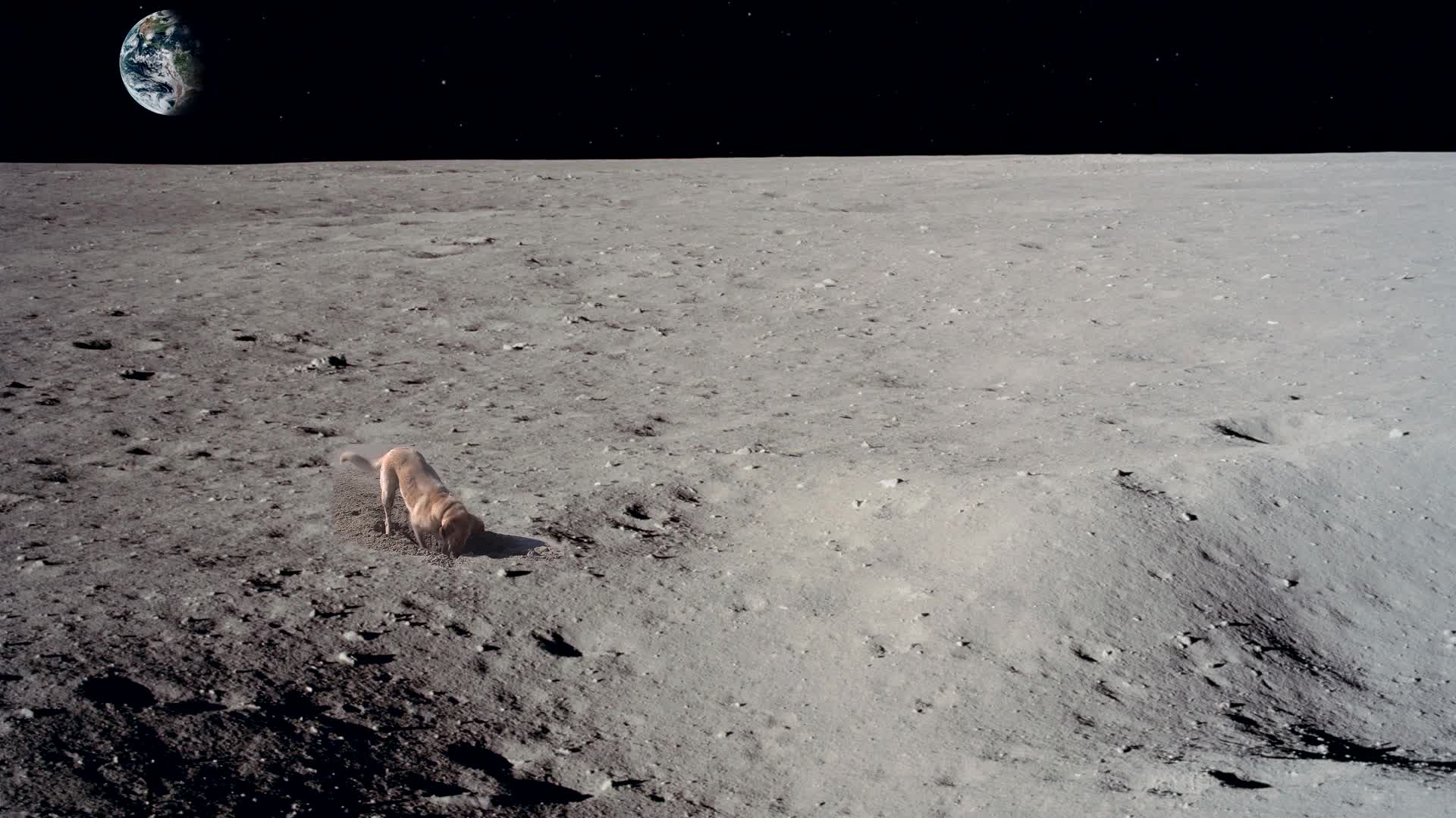 PC Dog on the Moon Live Wallpaper Free
