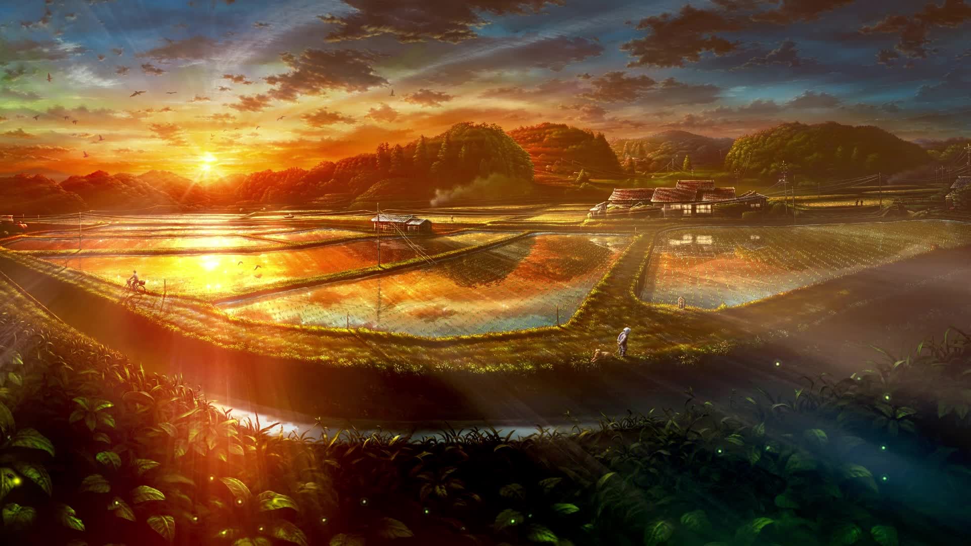 PC Paddy Fields Live Wallpaper Free