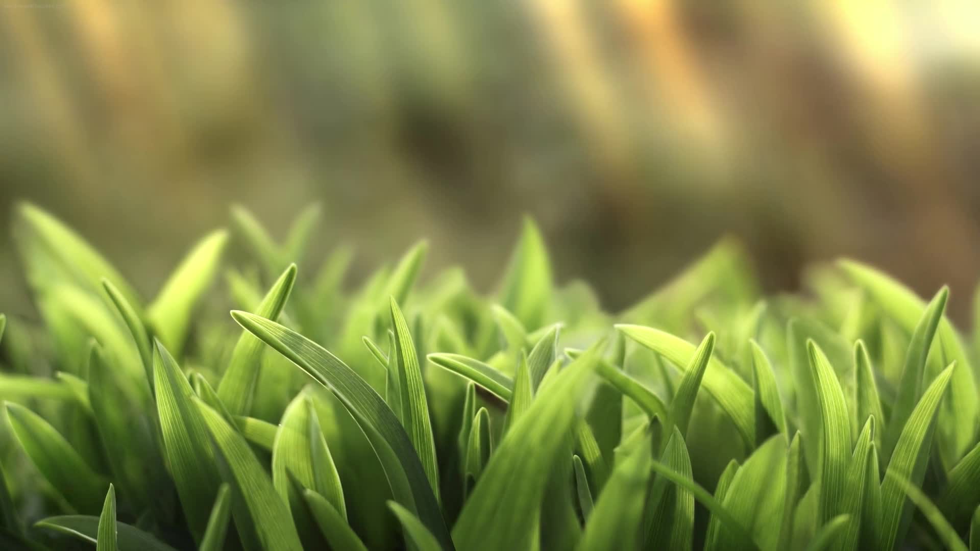 PC Grass Live Wallpaper Free