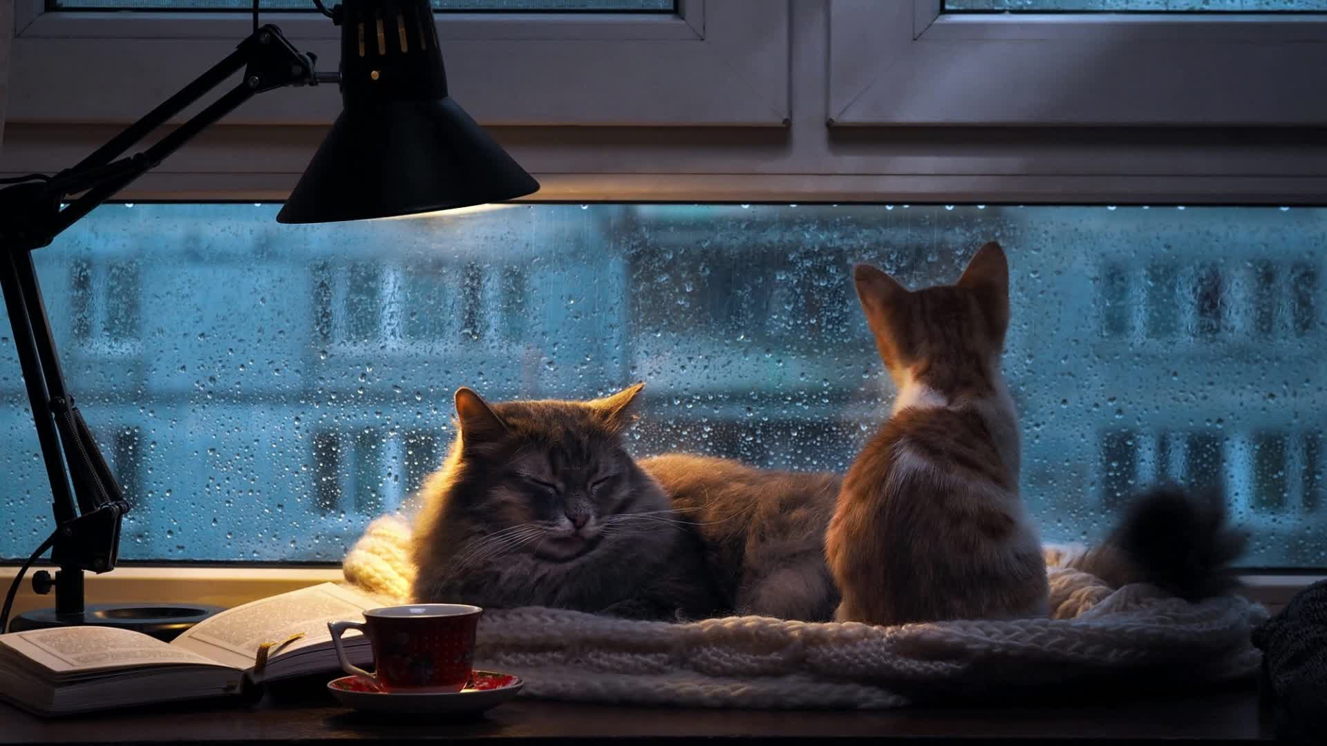 PC Rainy Day Cats Live Wallpaper Free