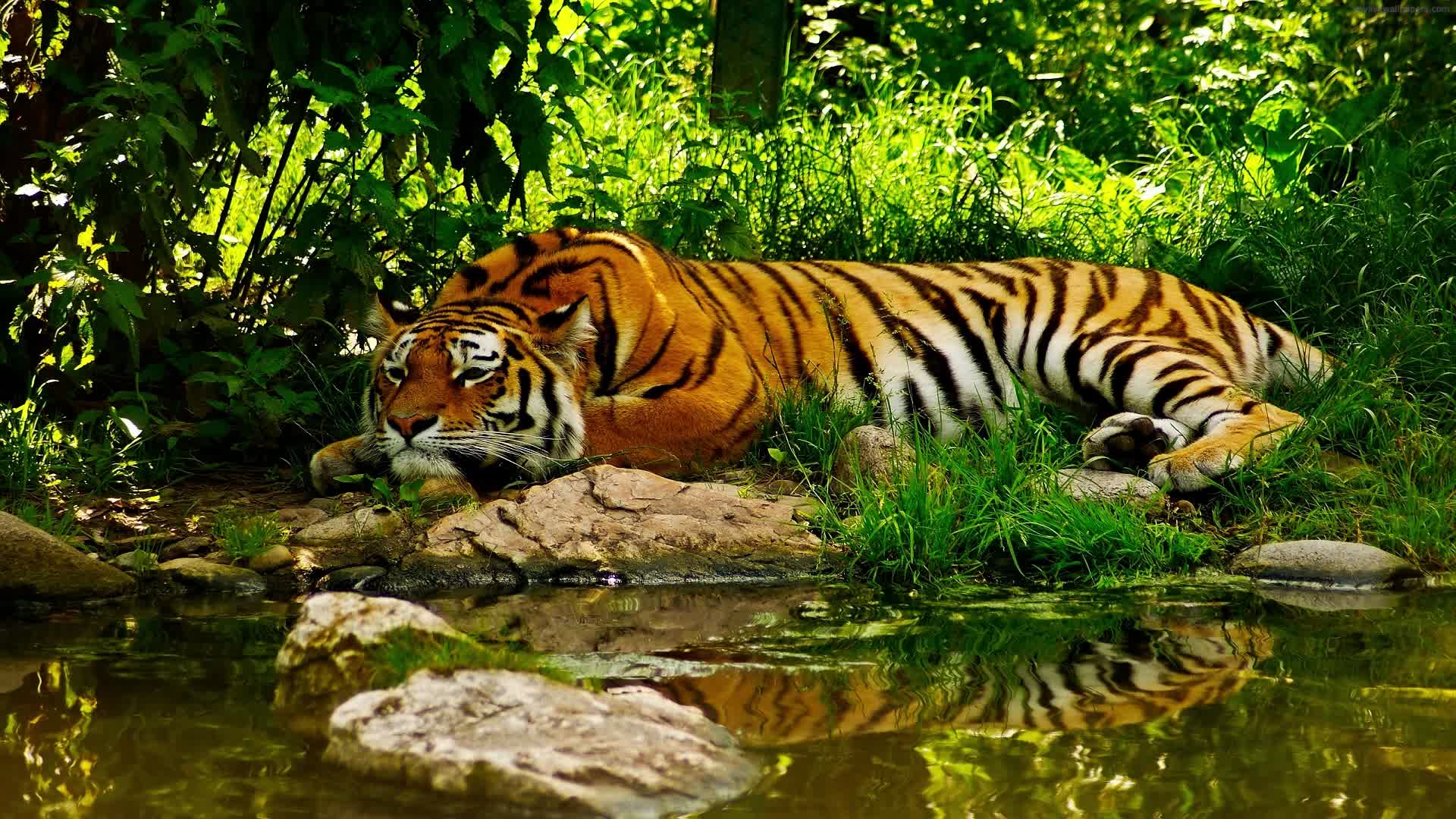 PC Tiger Resting By River Live Wallpaper Free