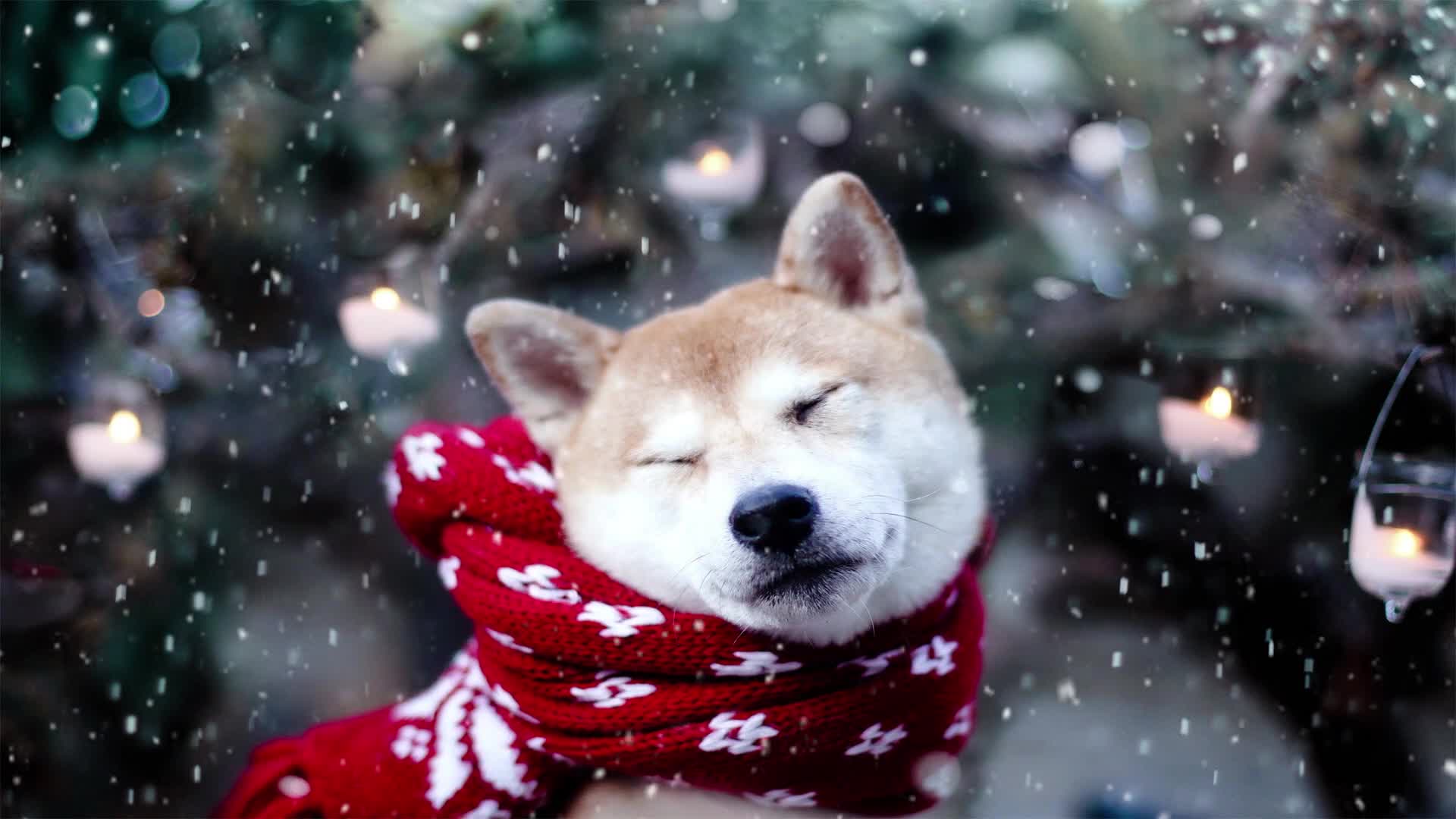 PC Shiba Inu Snow Live Wallpaper Free live wallpaper