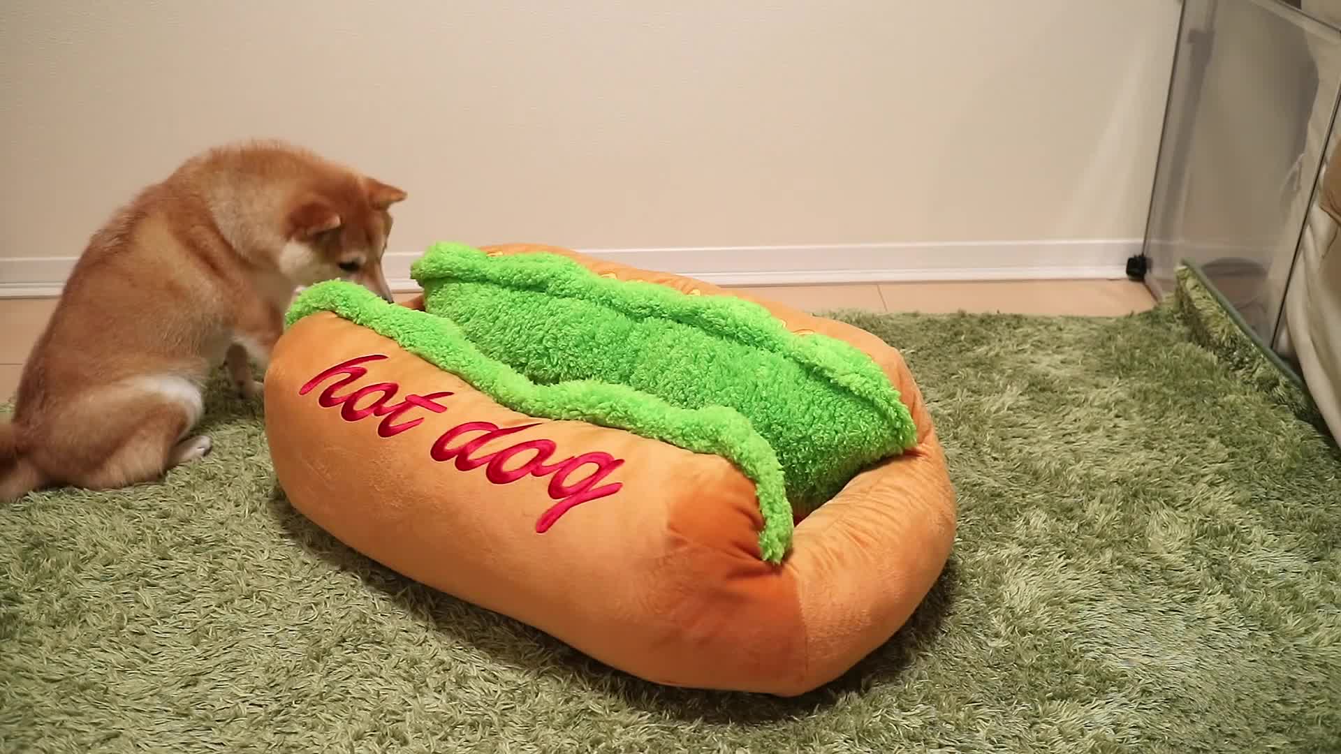 PC Shiba Inu Hot Dog Live Wallpaper Free