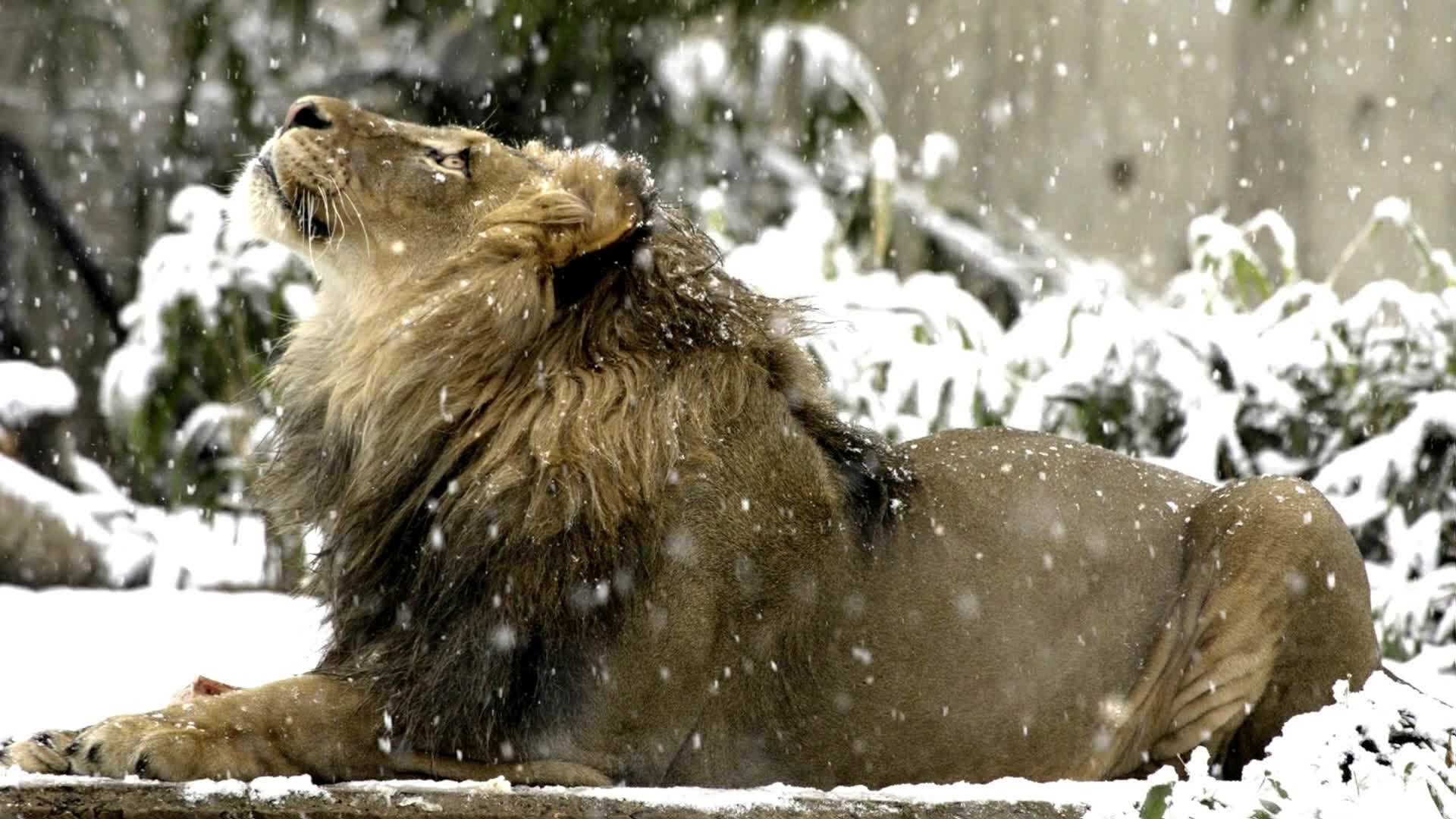 PC Lion Snow Live Wallpaper Free