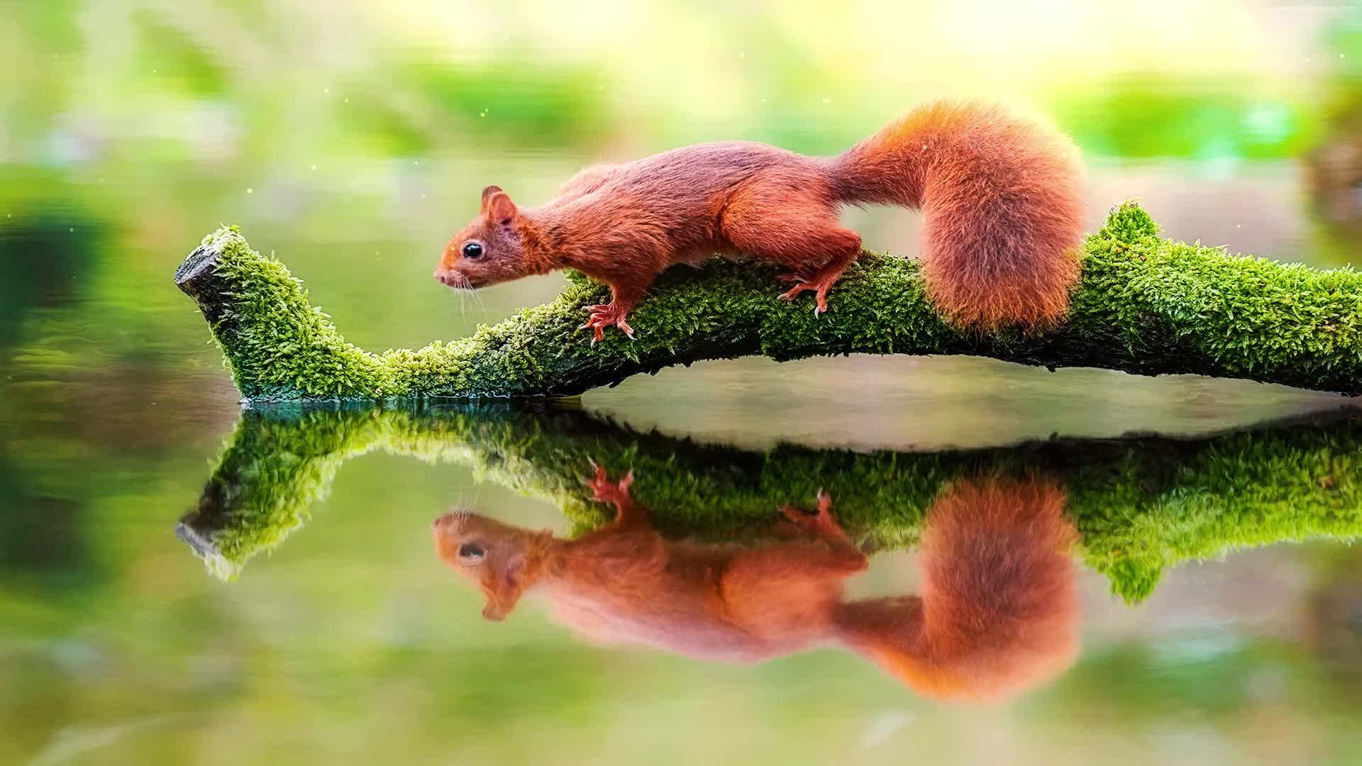 PC Squirrel River Live Wallpaper Free