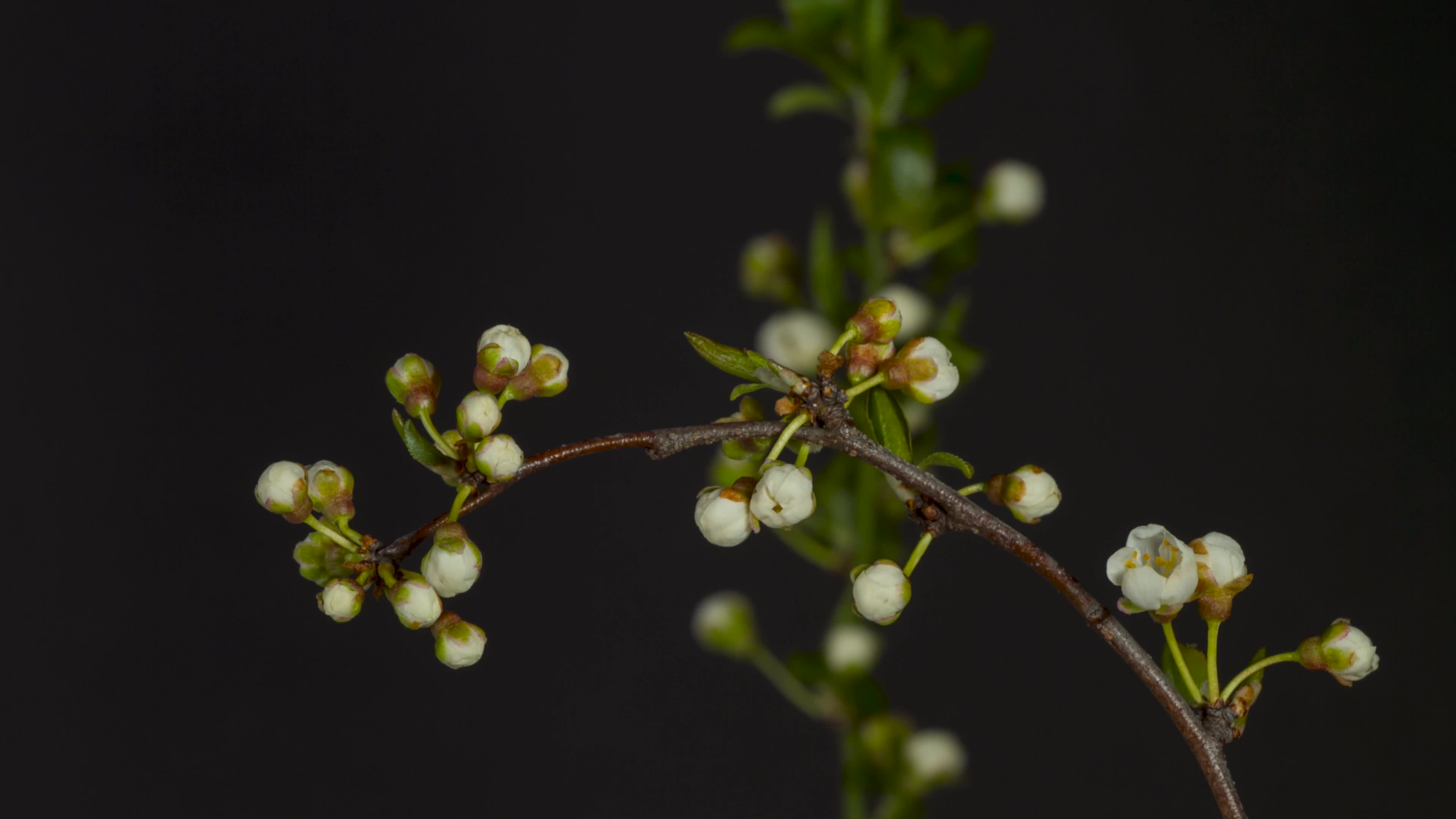 Blackthorn 71457 Original Free Stock Video