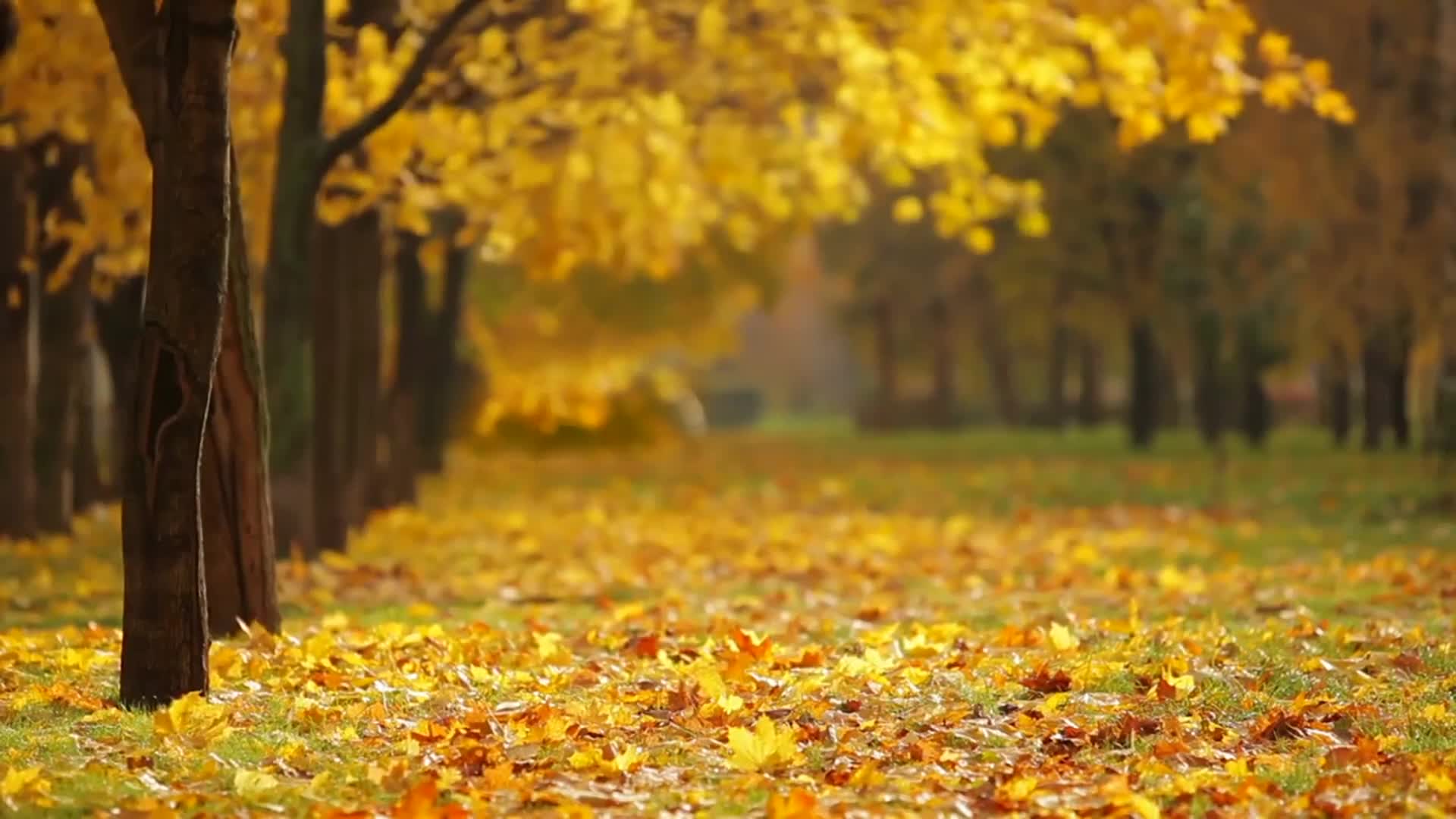 Fall 23881 Free Stock Video