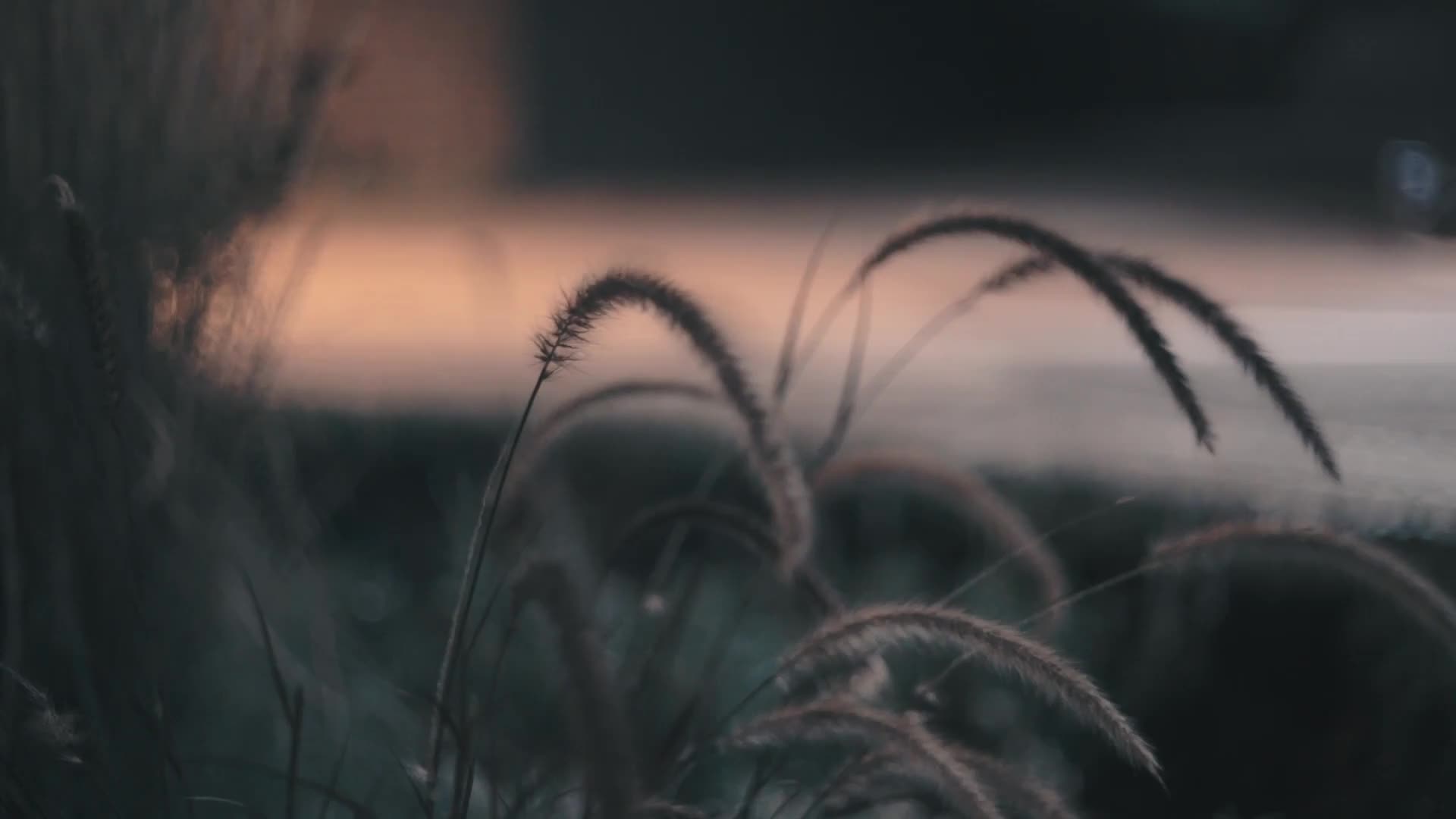 Flower 26790 Original Free Stock Video