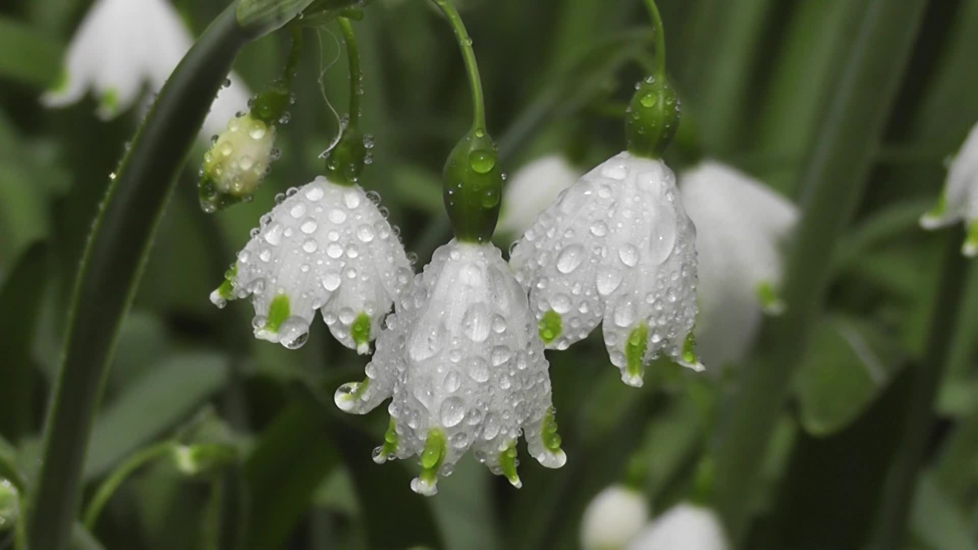 Flowers 20952 Original Free Stock Video