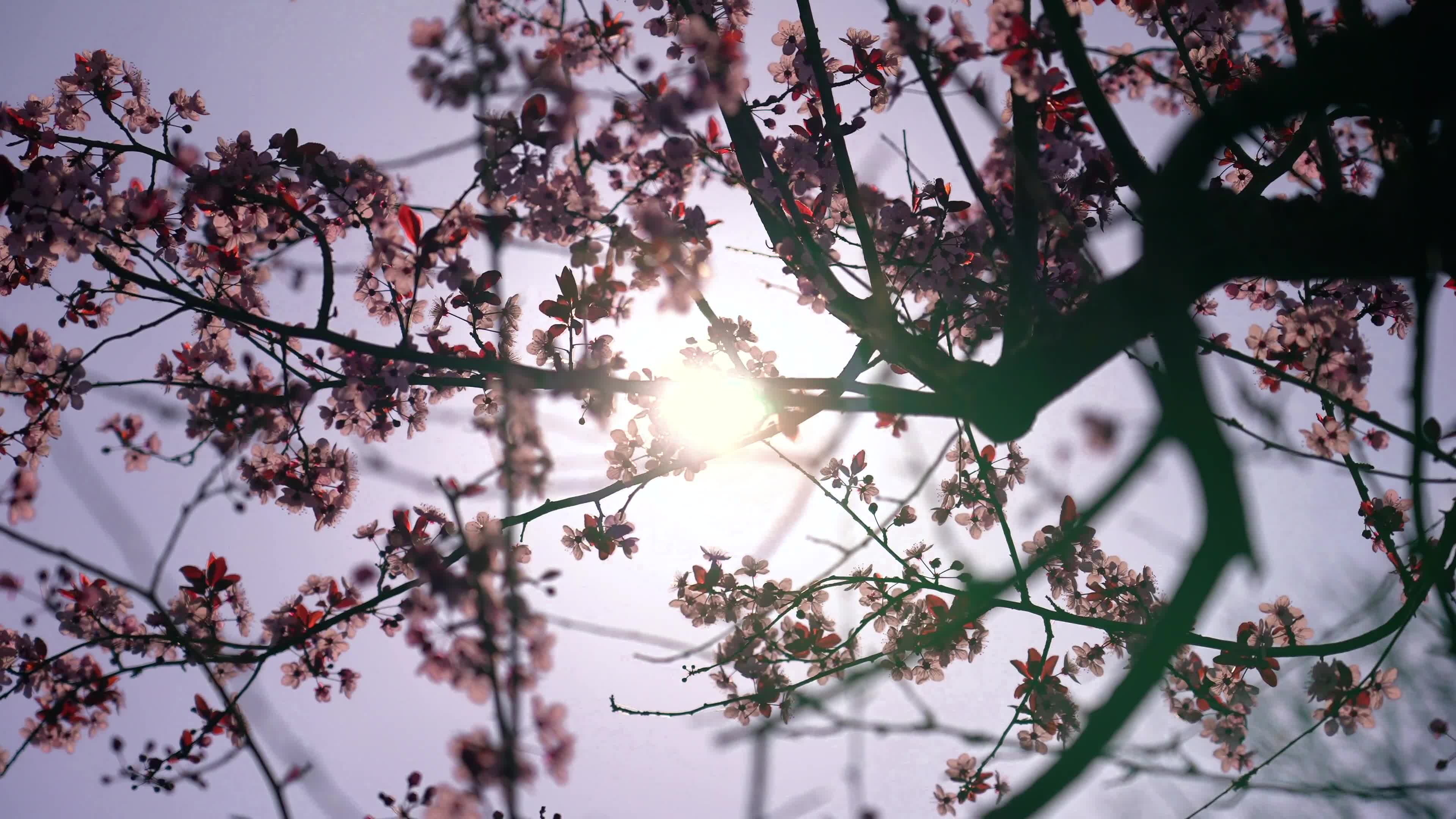 Flowers 66823 Original Free Stock Video