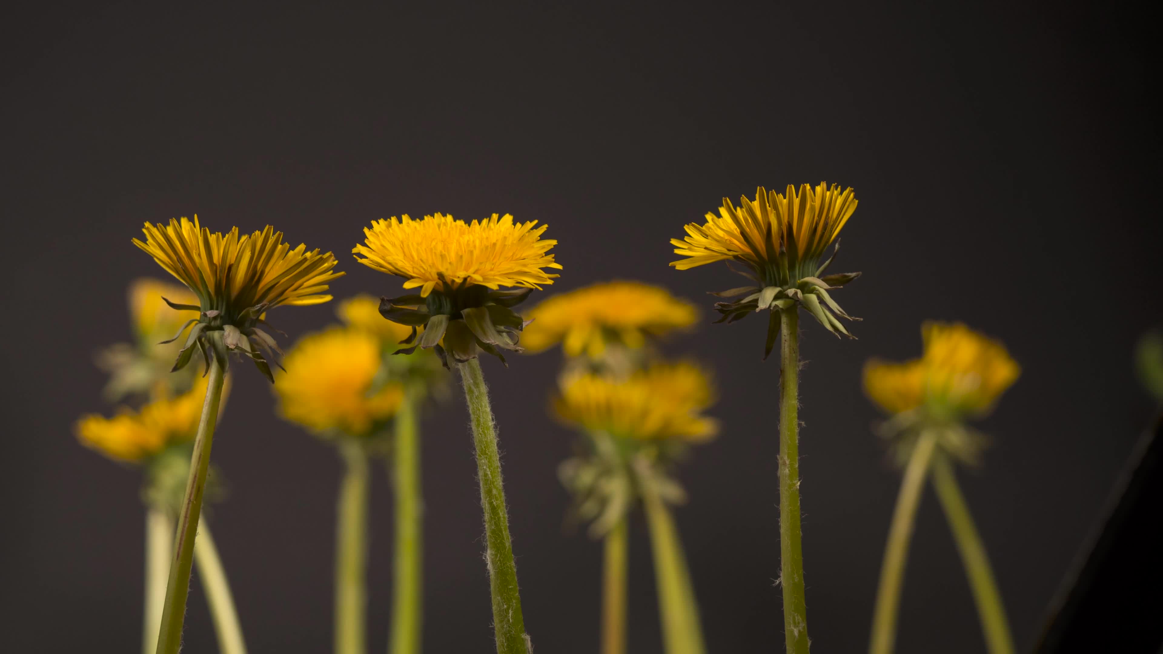 Flowers 72763 Original Free Stock Video