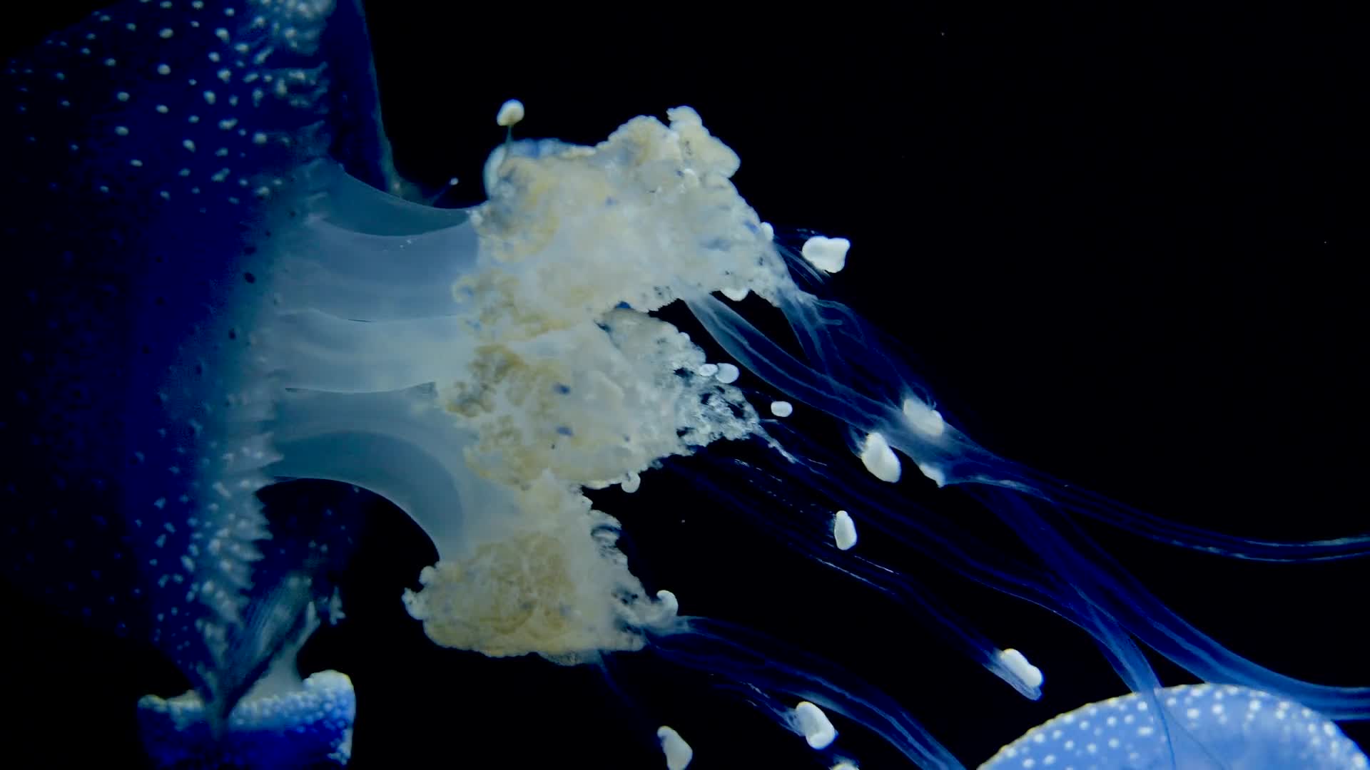 Jellyfish 26818 Free Stock Video