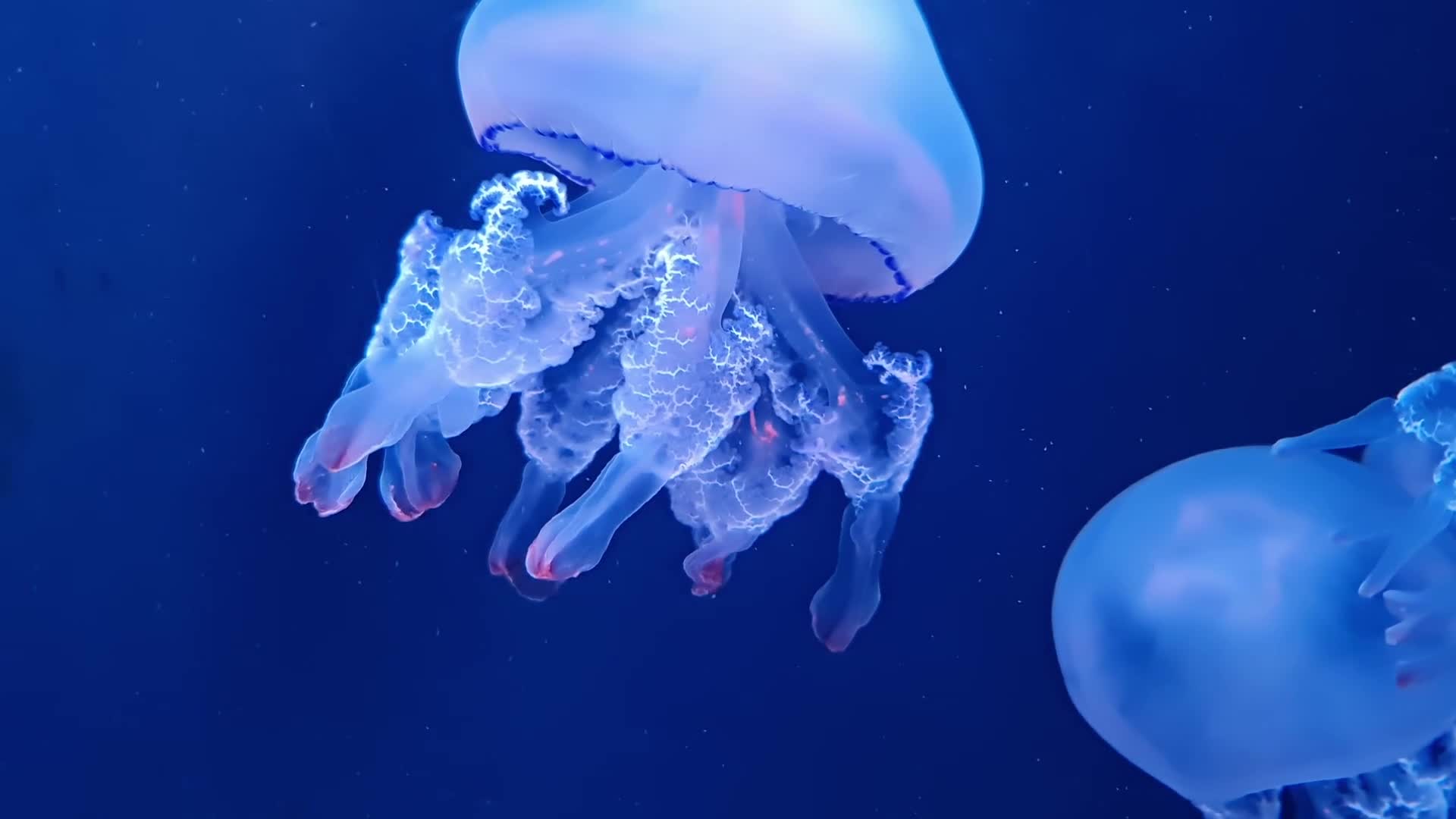 Jellyfish 110877 Original Free Stock Video