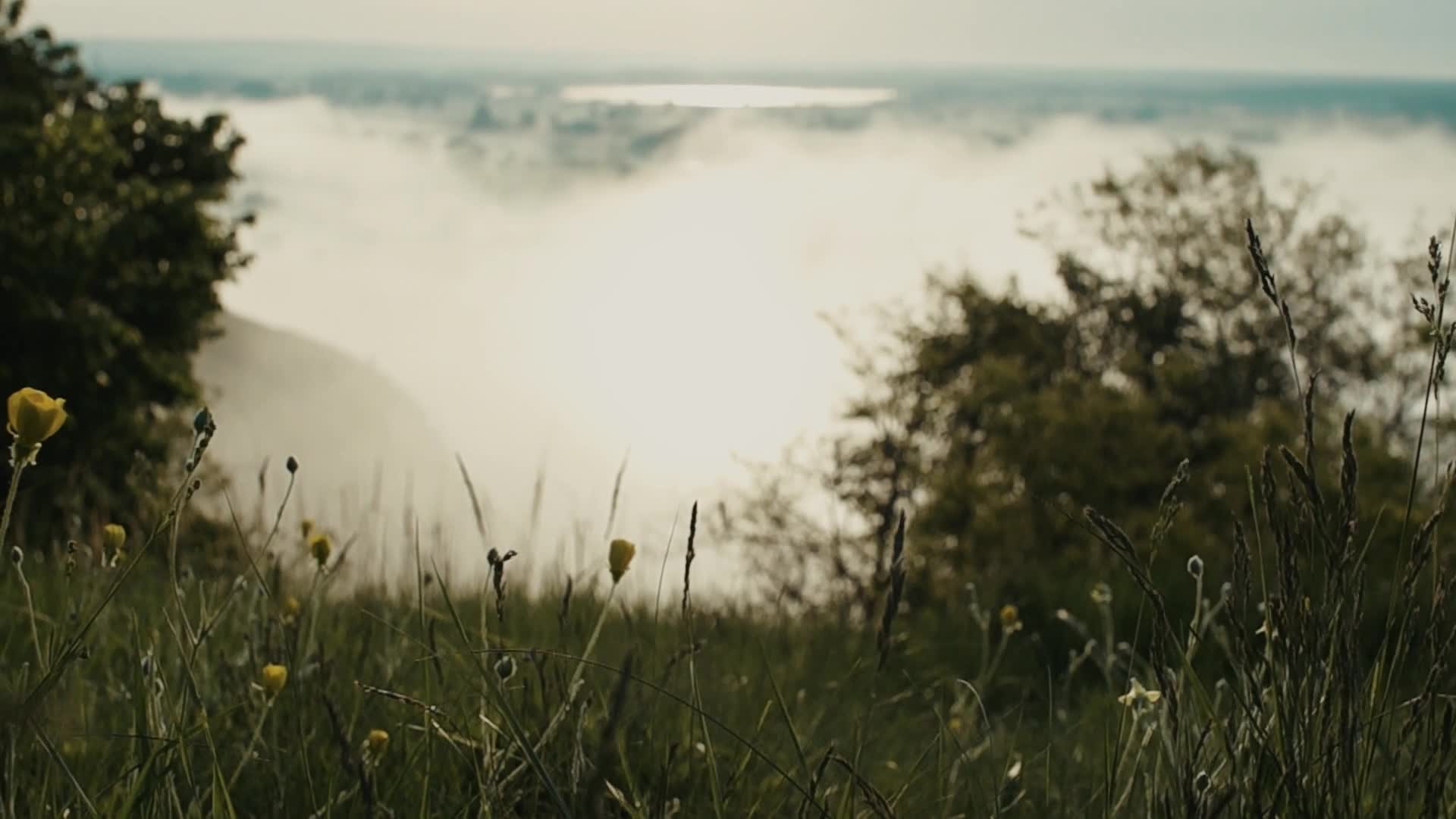 Nature 111508 Original Free Stock Video