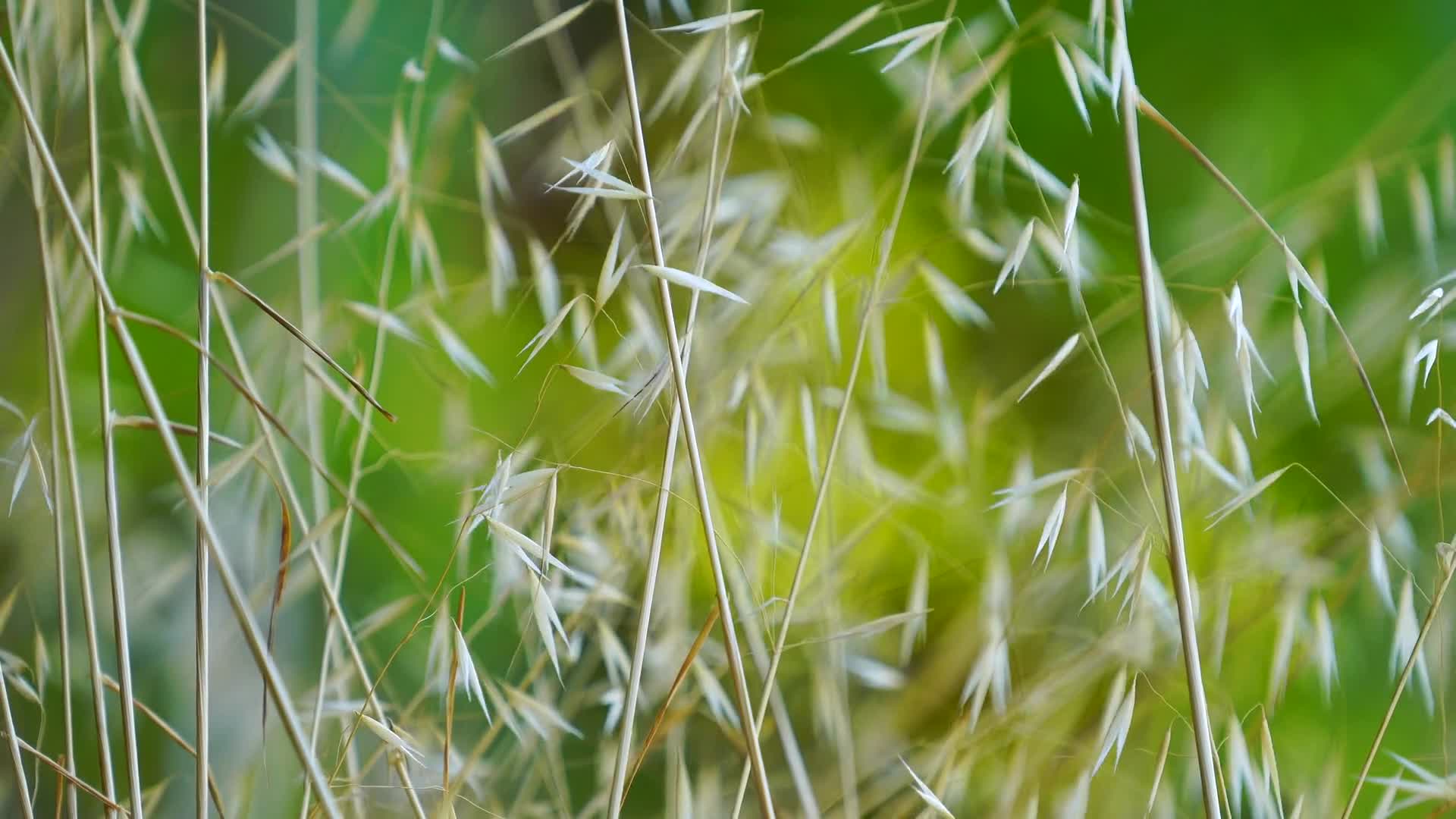 Plant 26637 Free Stock Video