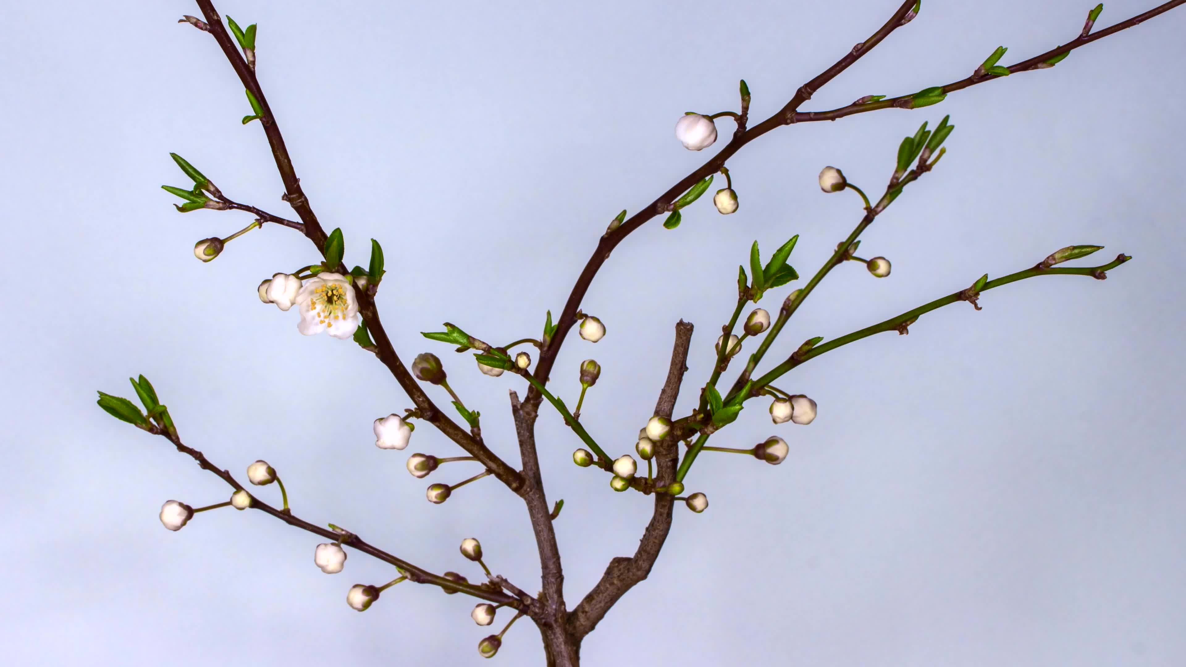 Plumblossom 33687 Original Free Stock Video