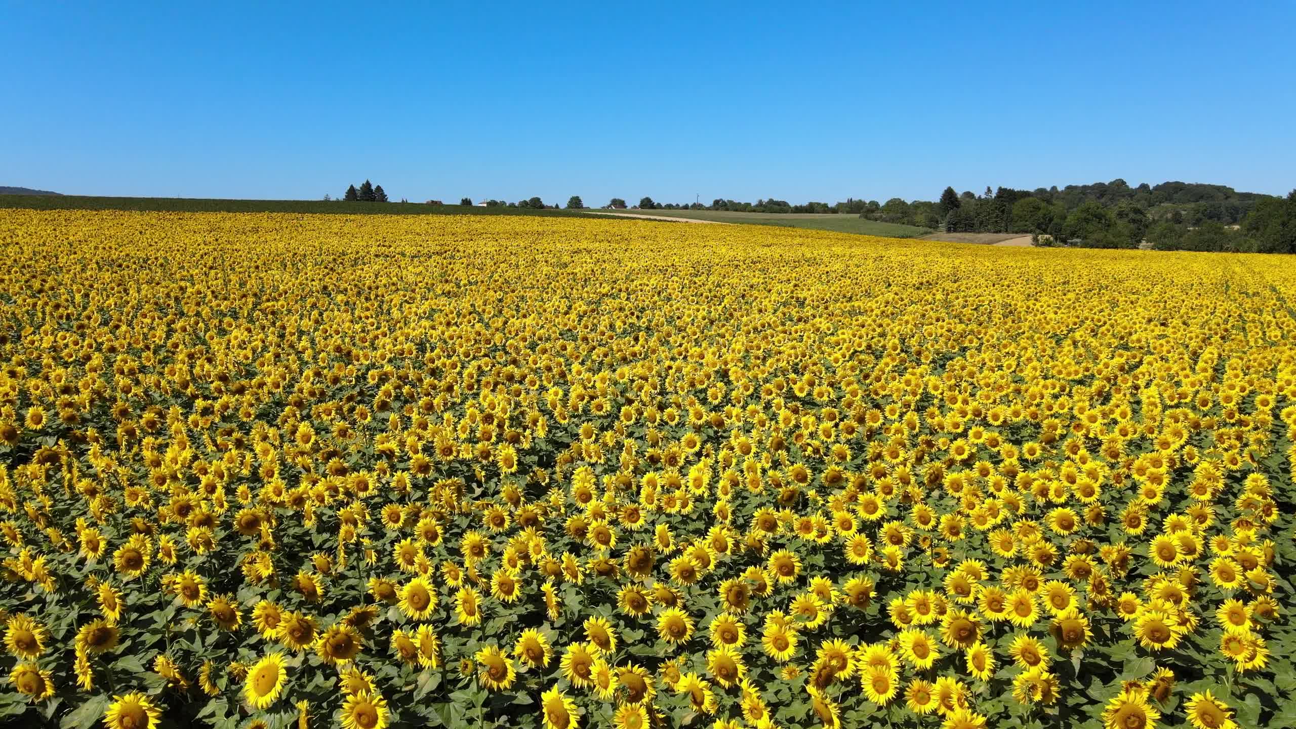Sunflowers 59483 Free Stock Video